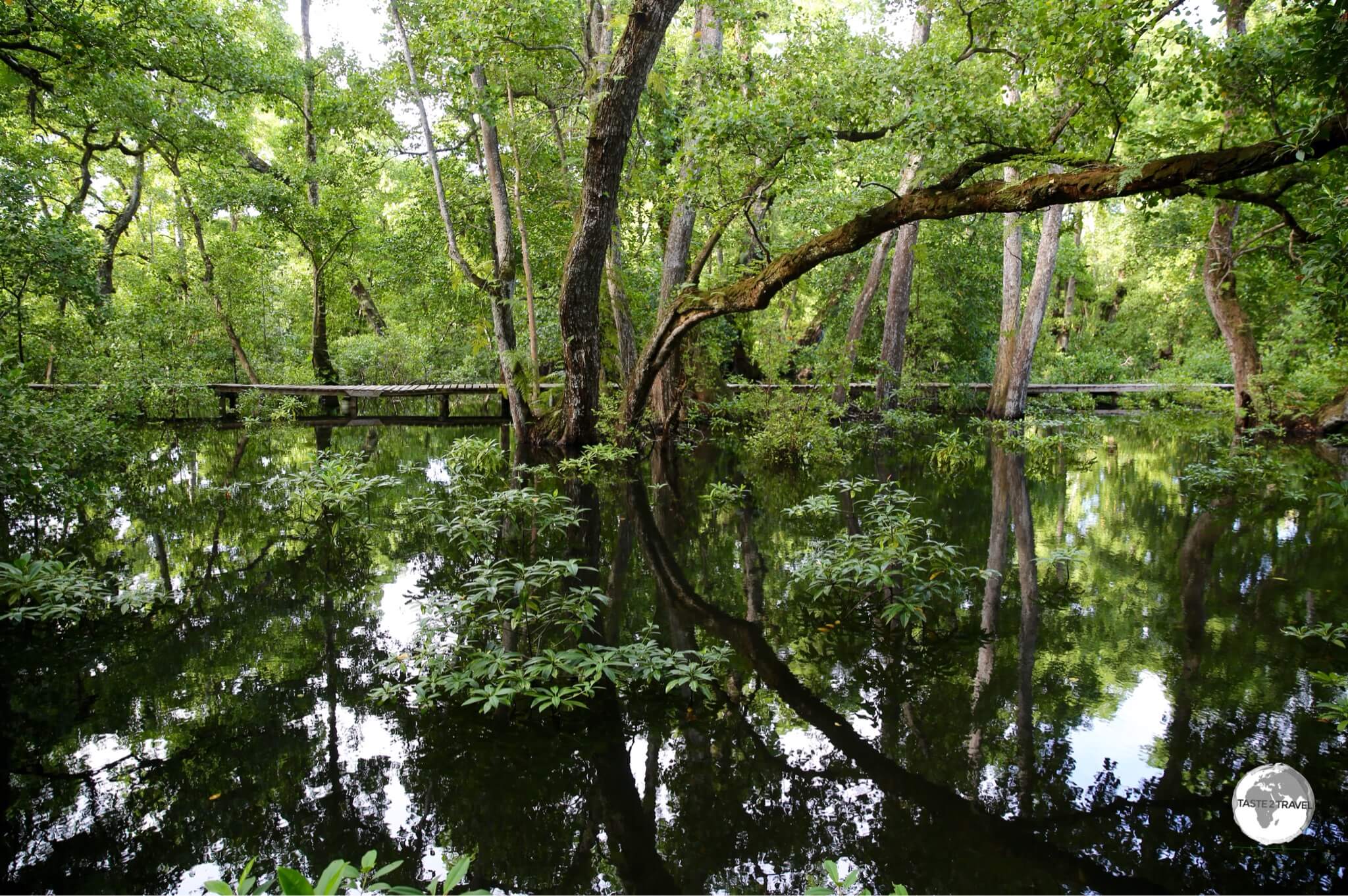 The sprawling mangrove swamp at Senny's Treelodge Hotel.