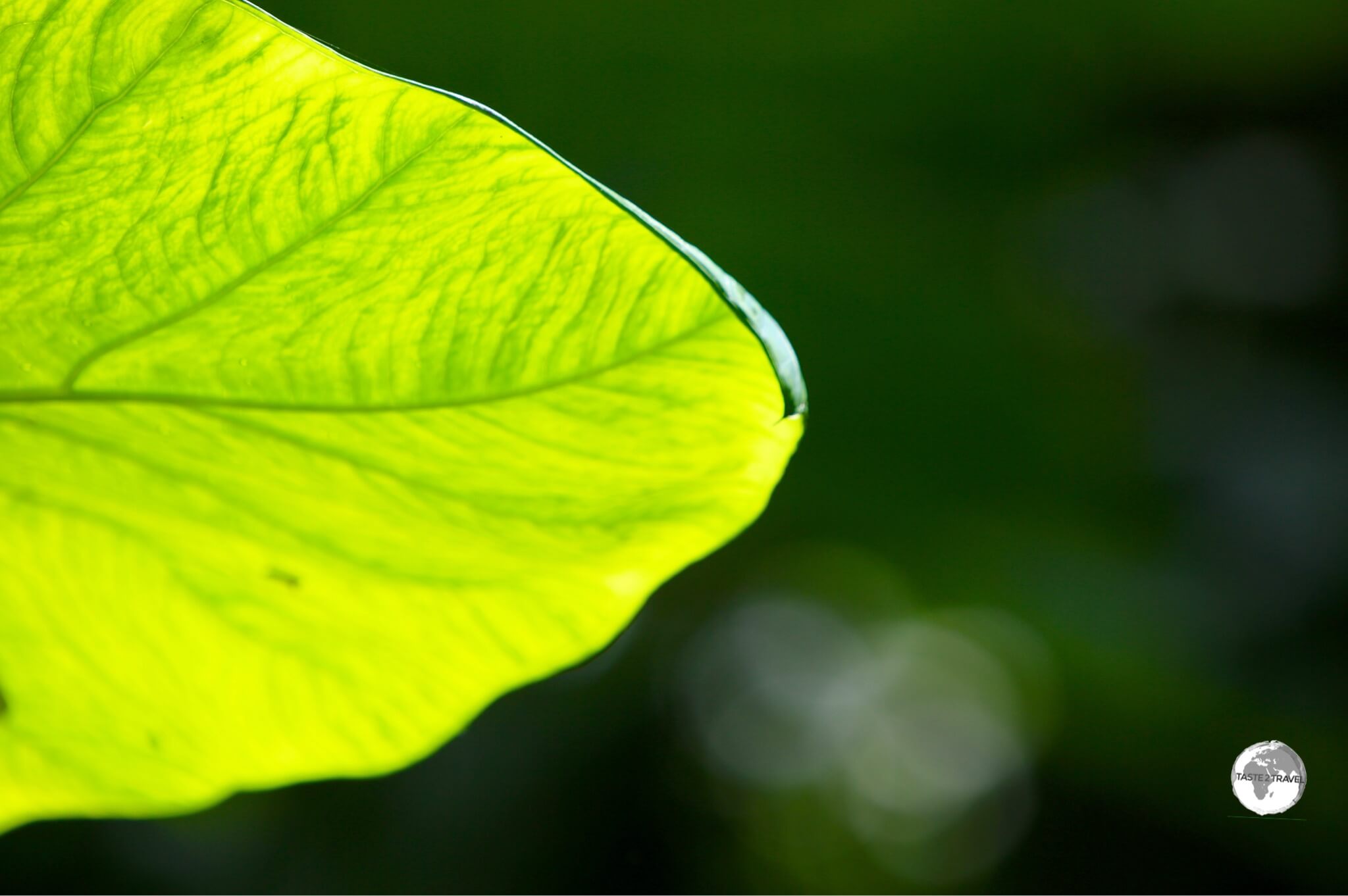 Nature abounds on Pohnpei - the 'garden of Micronesia'.