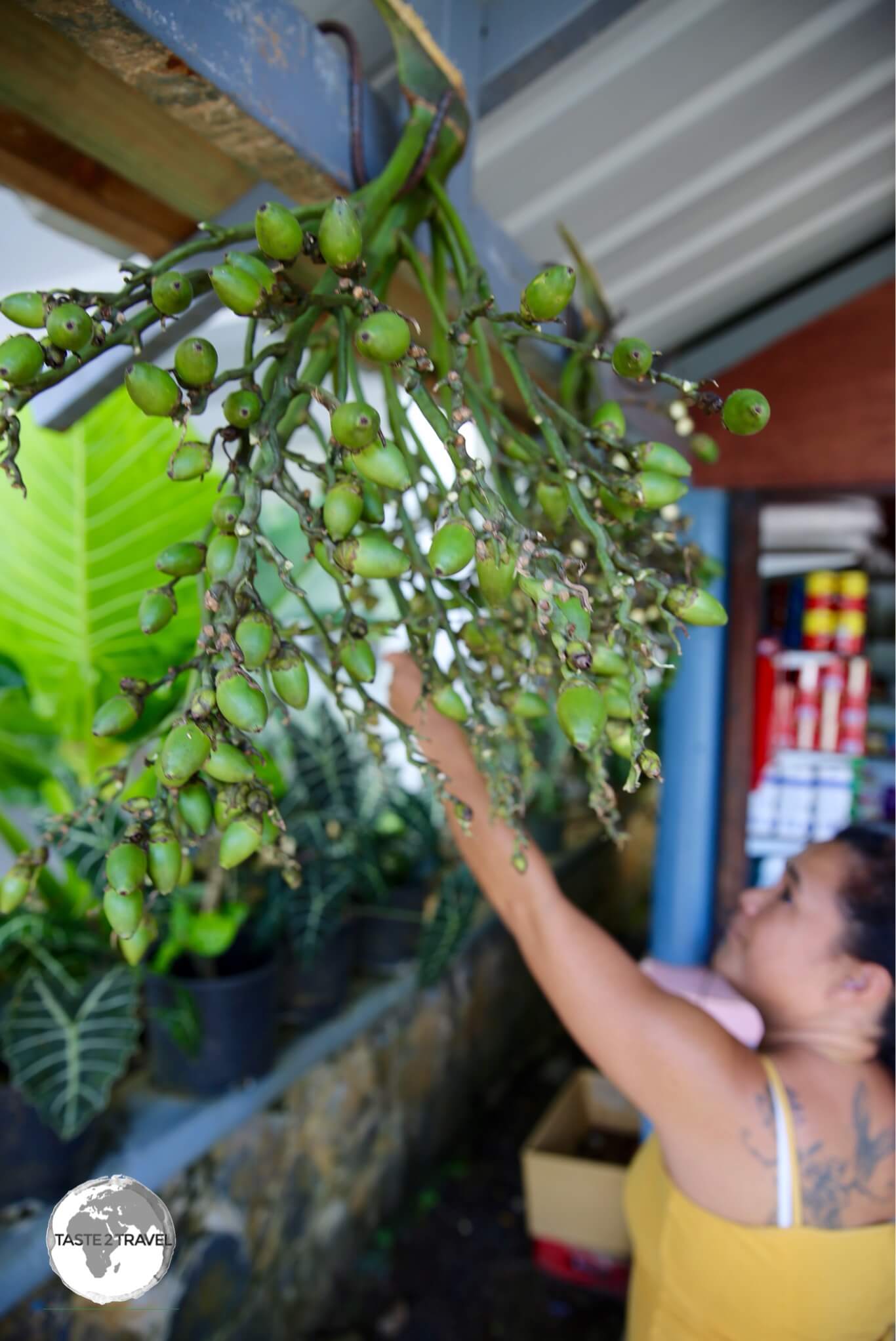 Betel-Nut for sale at a shop in Kolonia.