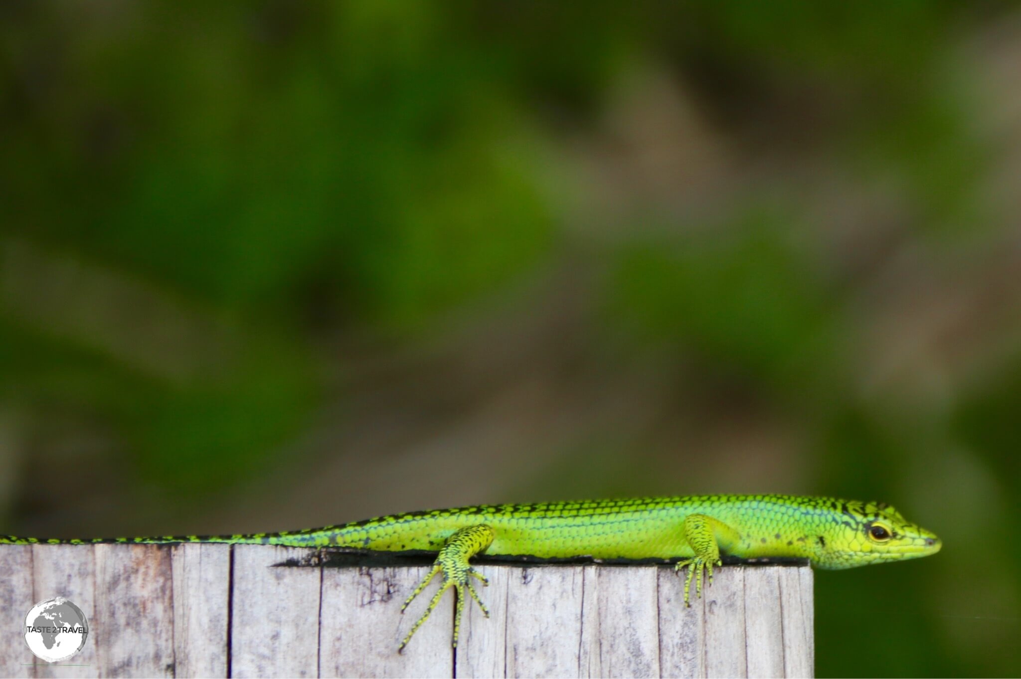 Emerald tree skink at Papago International resort in Airai state.