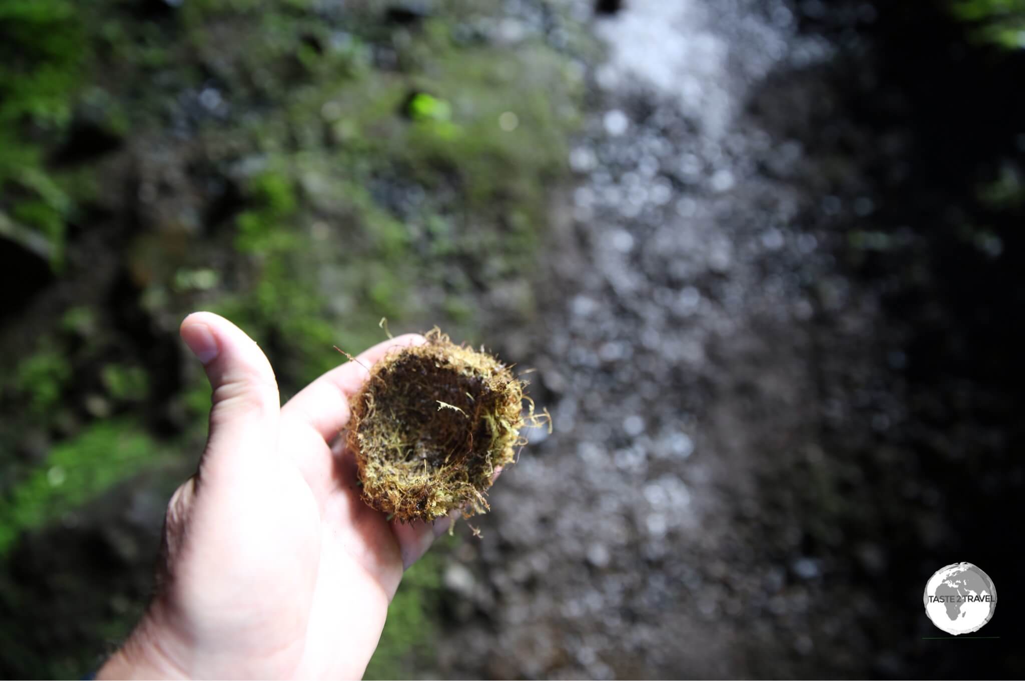 A fallen Swiftlet nest collected from the cave floor.