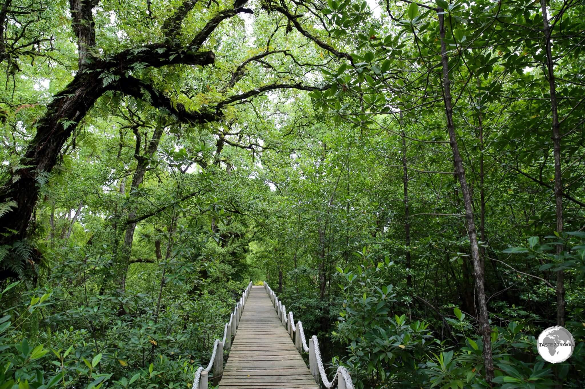 Pathway through the mangrove to Bully's Bar.