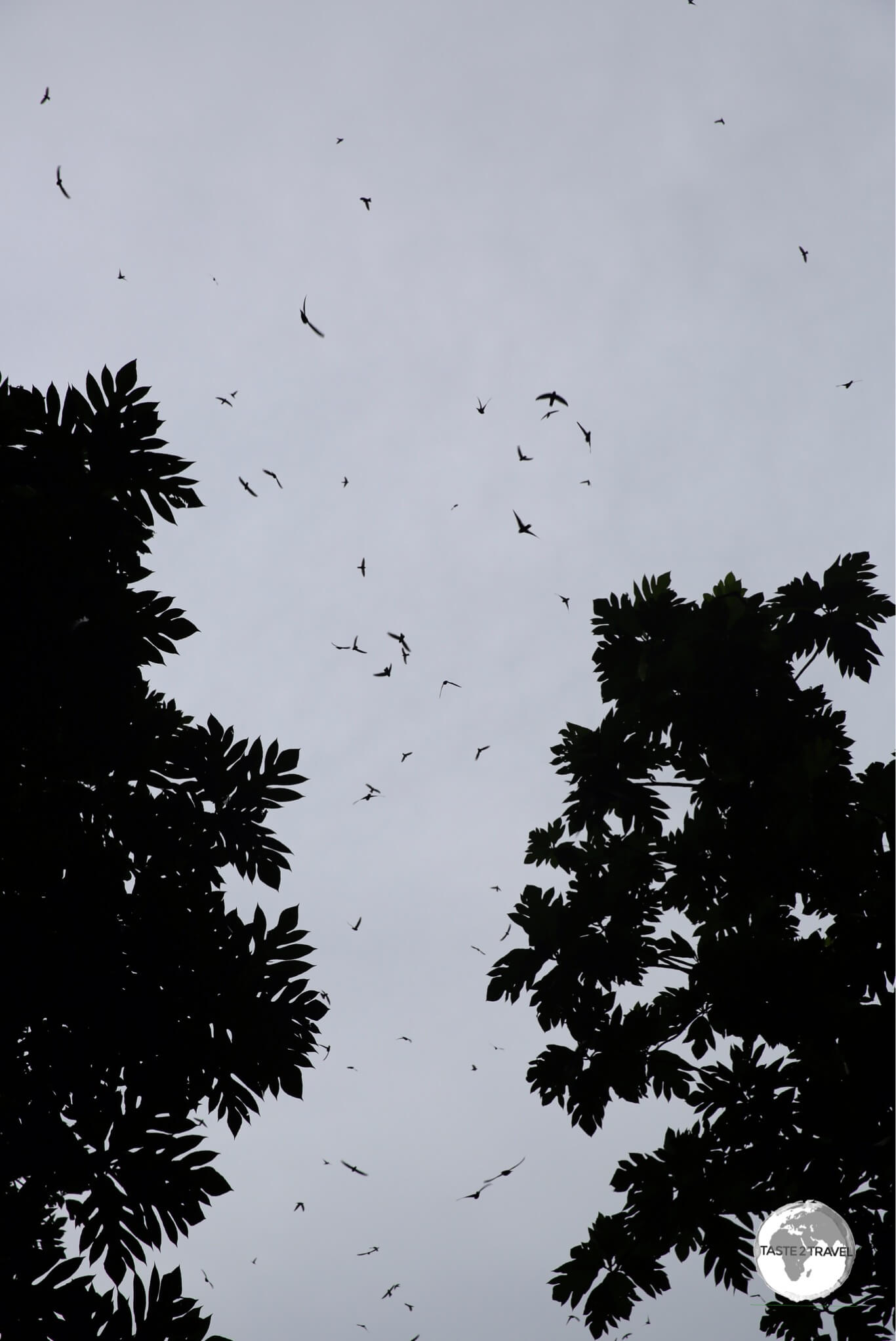 Swiftlets at the entrance of Wiya Bird cave.