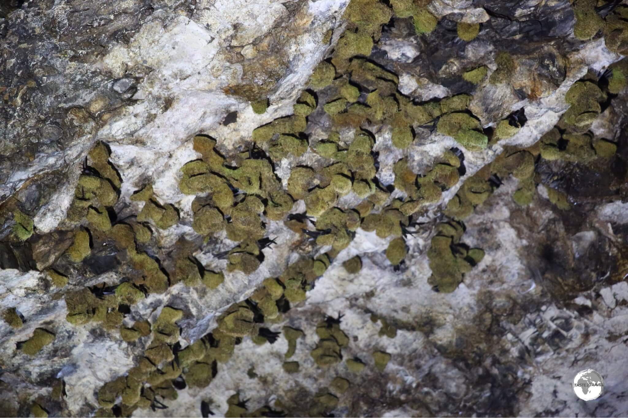 Swiftlet nests on the ceiling of Wiya Bird cave.