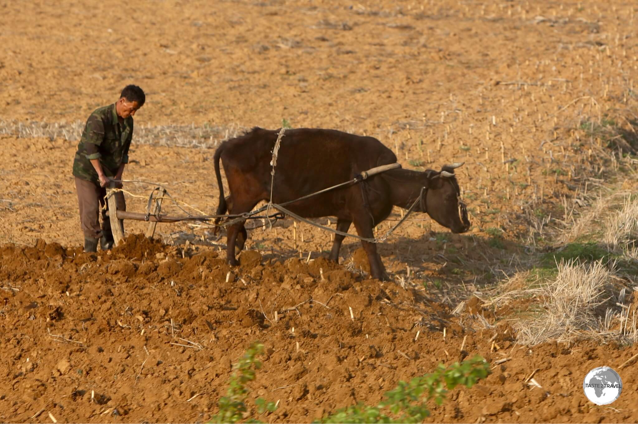 Farming in DPRK has hardly changed over the centuries, with most of it done manually.