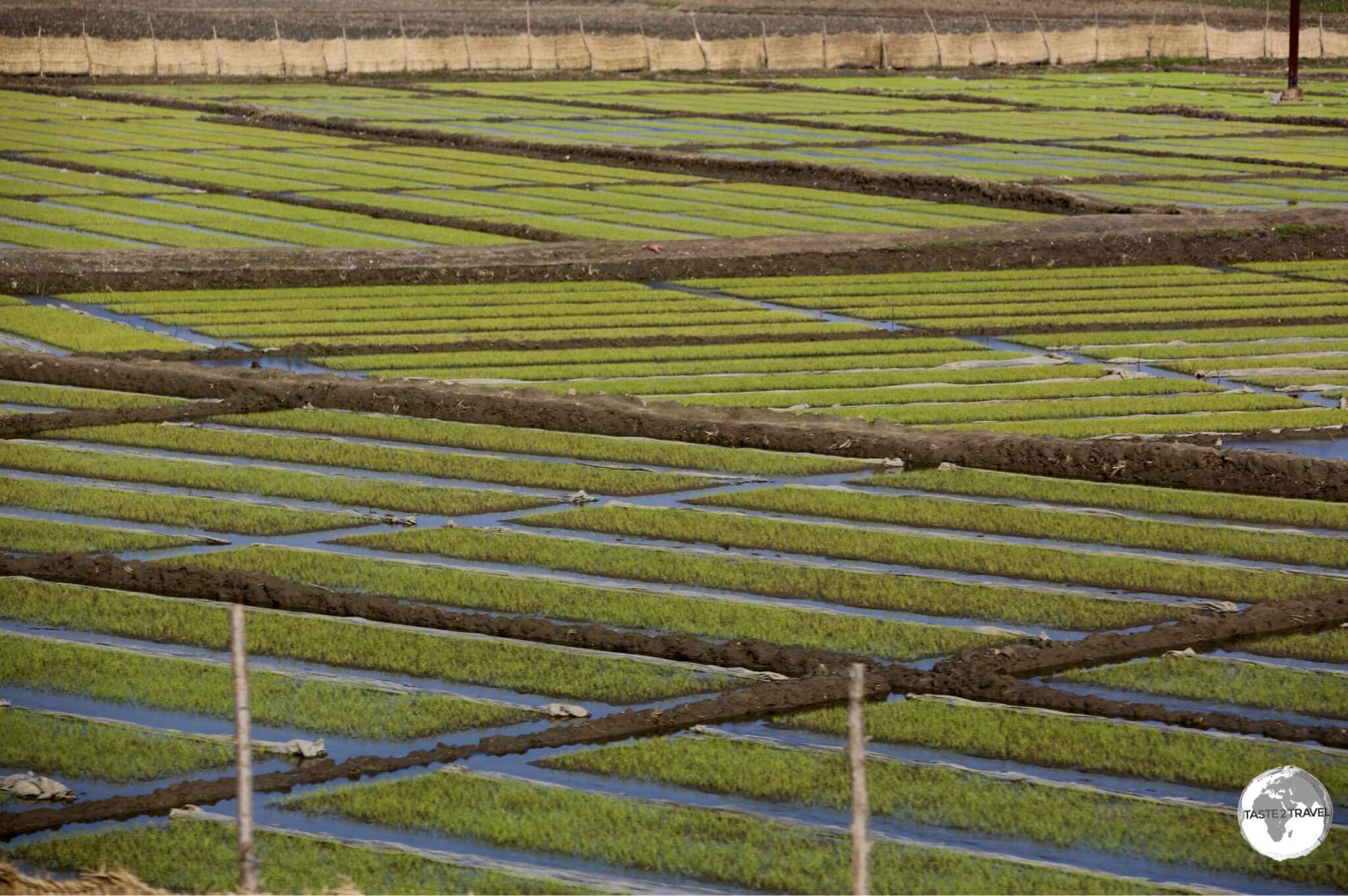 Rice seedlings being prepared for transplanting into nearby paddies outside of Nampo city.