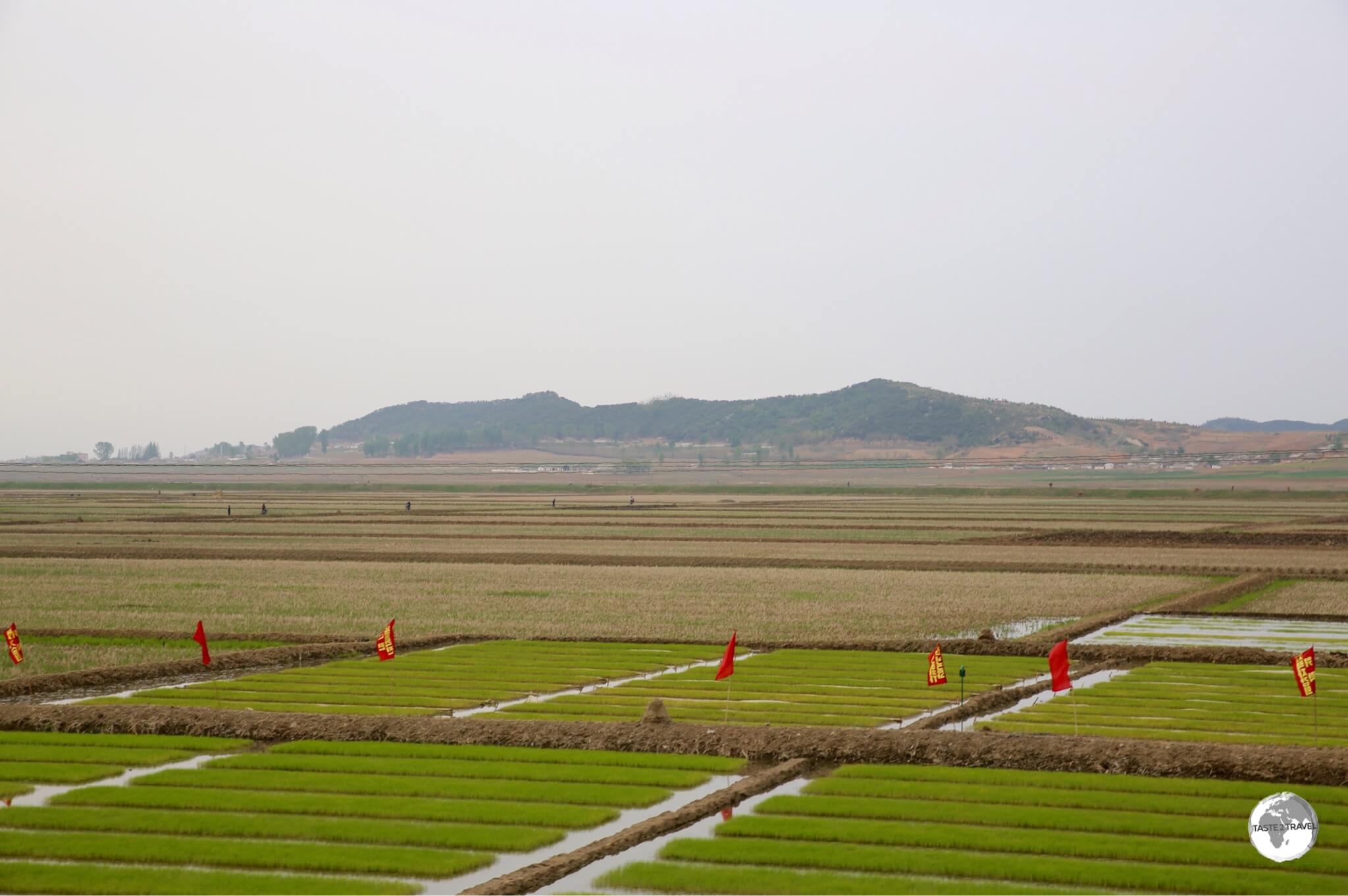 Rice seedlings being harvested near Nampo. All arable land in North Korea is intensely farmed - mostly by hand.