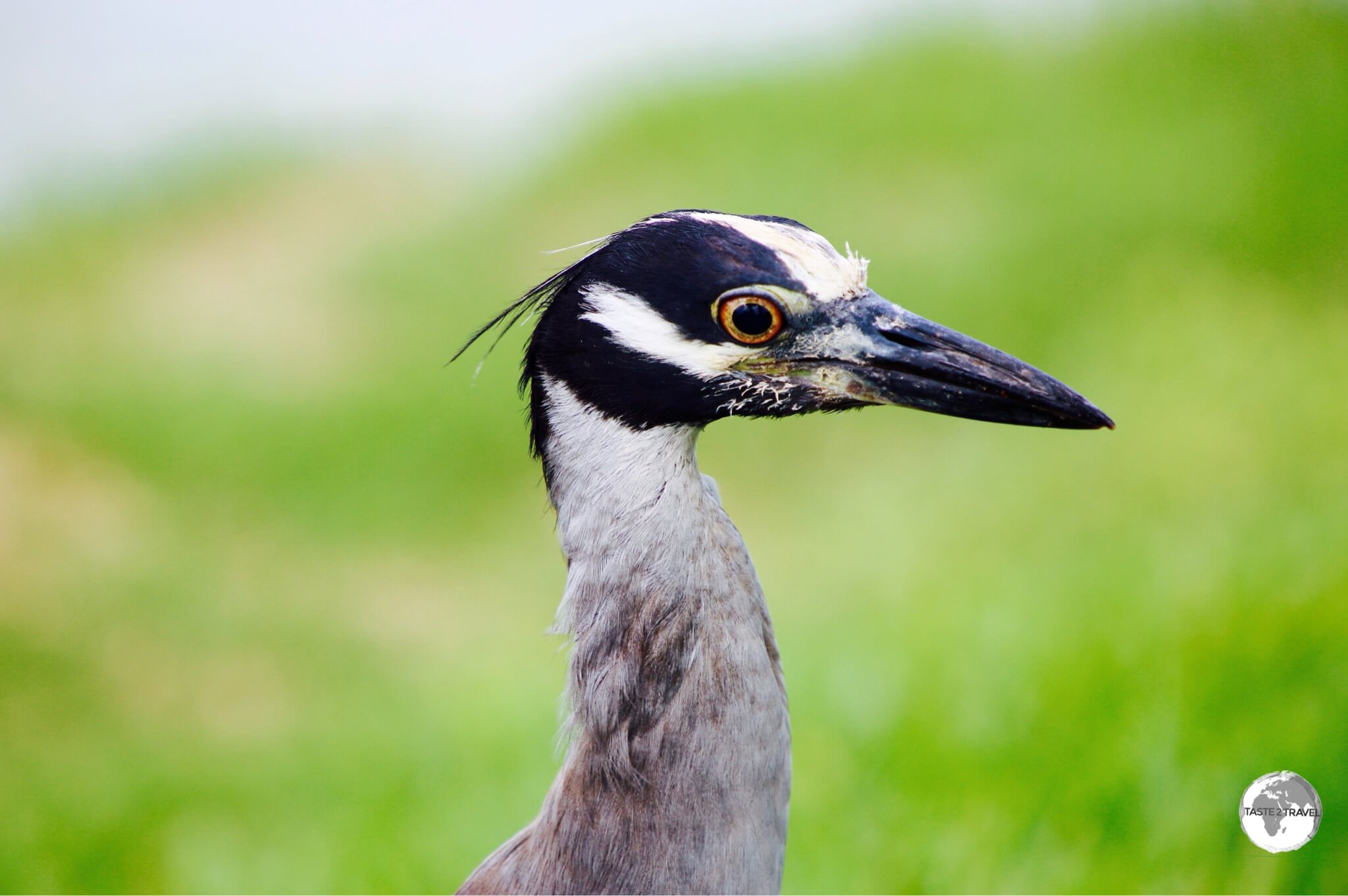 A recent introduction to Bermuda, the Yellow-crowned night heron at Spittal Pond Nature Reserve.