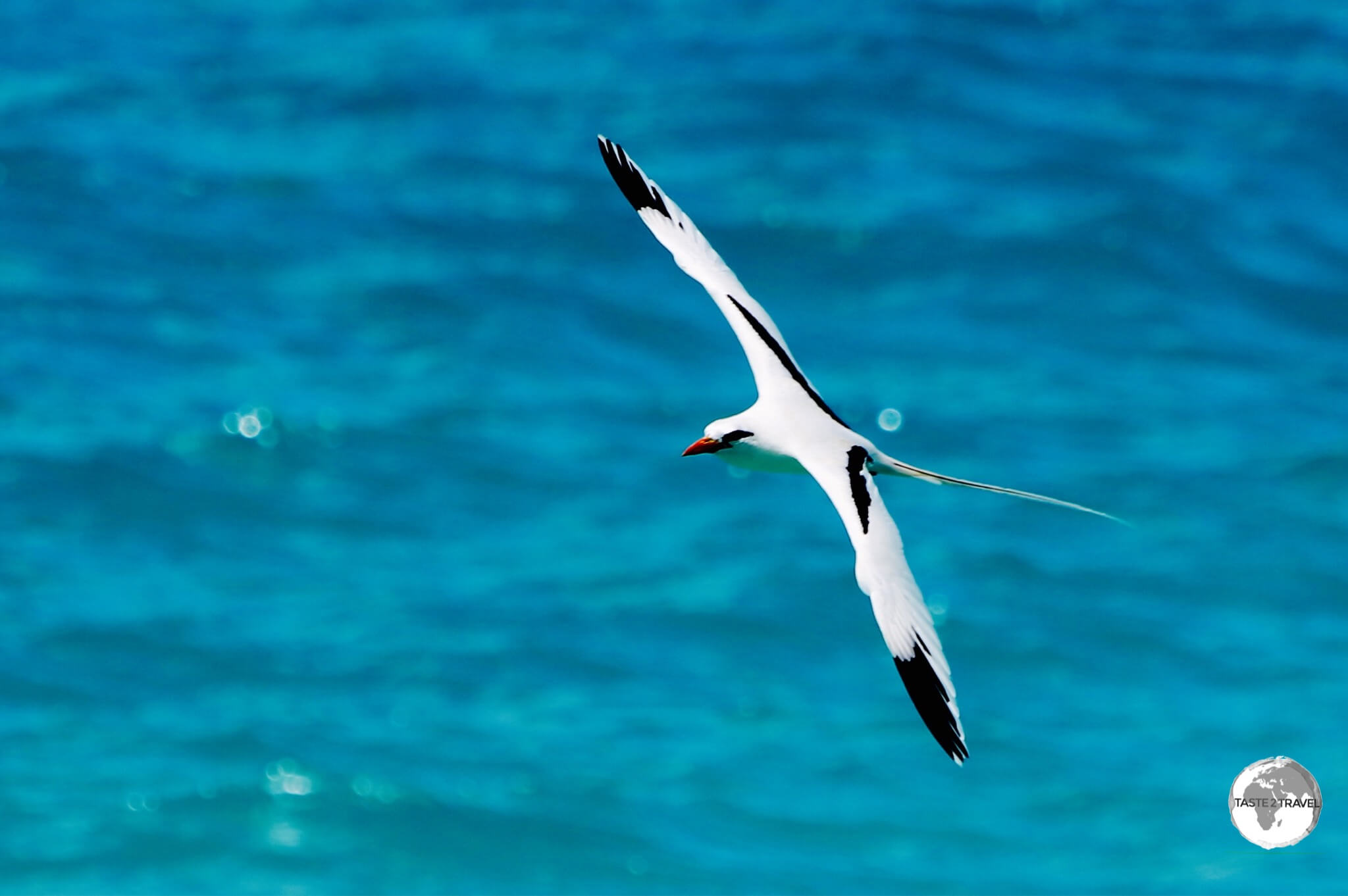 Native to Bermuda, the White-tailed Tropicbird or Longtail, seen here on the north coast of Hamilton parish.