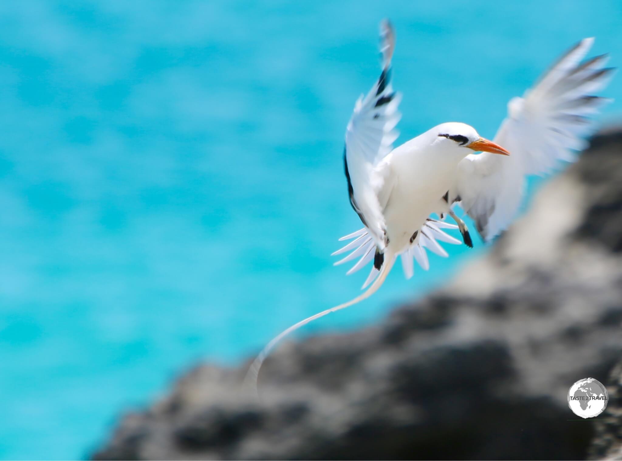 Bermuda Travel Guide: White Tailed Tropic bird