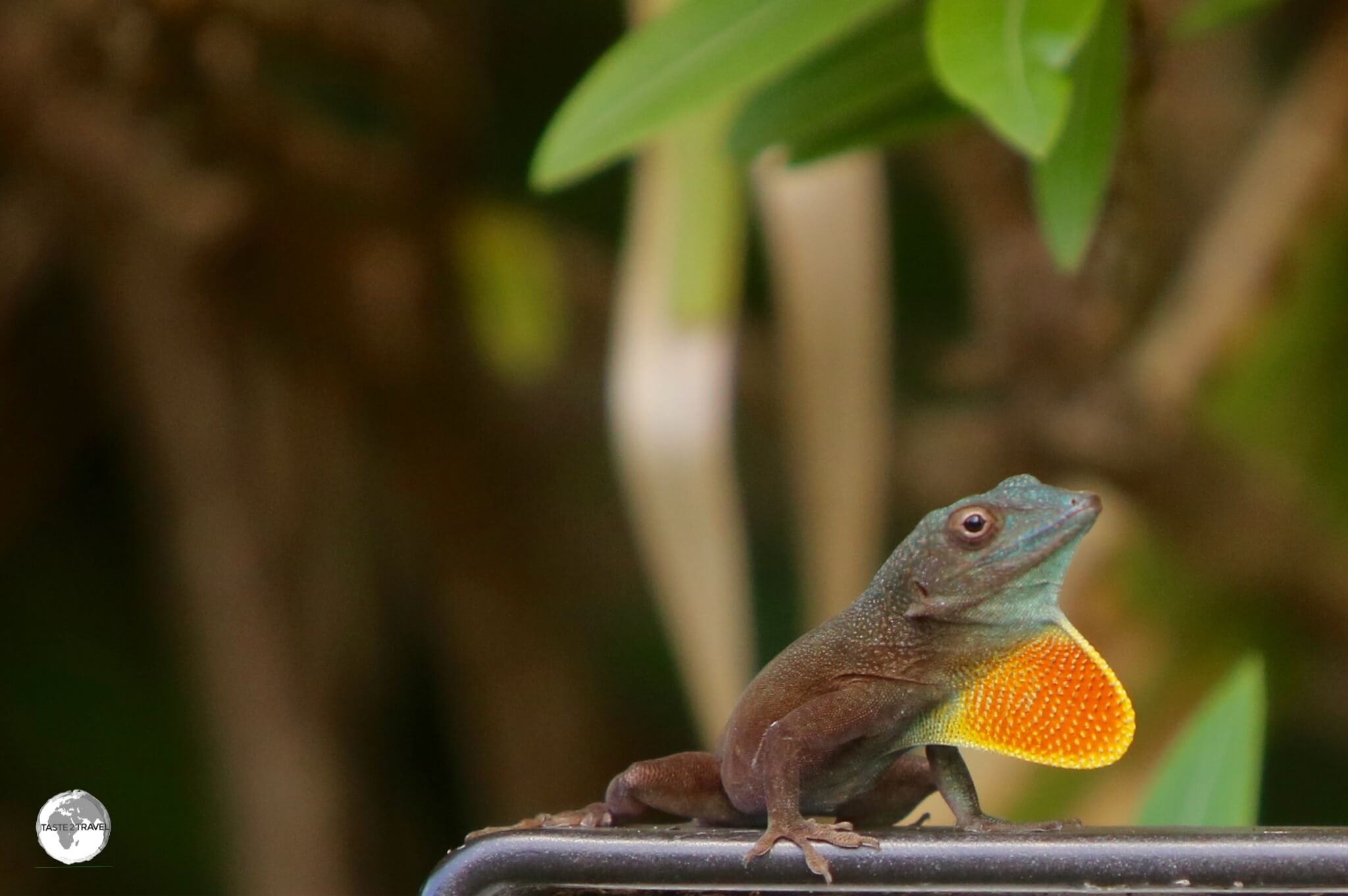 A Jamaican Anole at the Spittal Pond Nature Reserve.