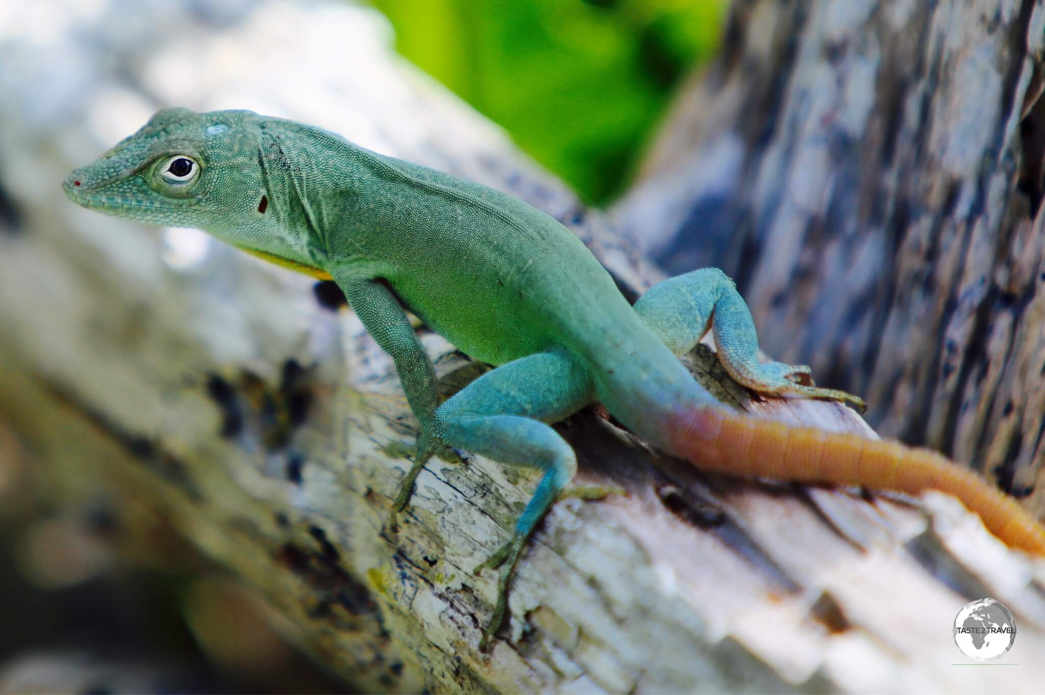 A Jamaican Anole at the Arborteum.