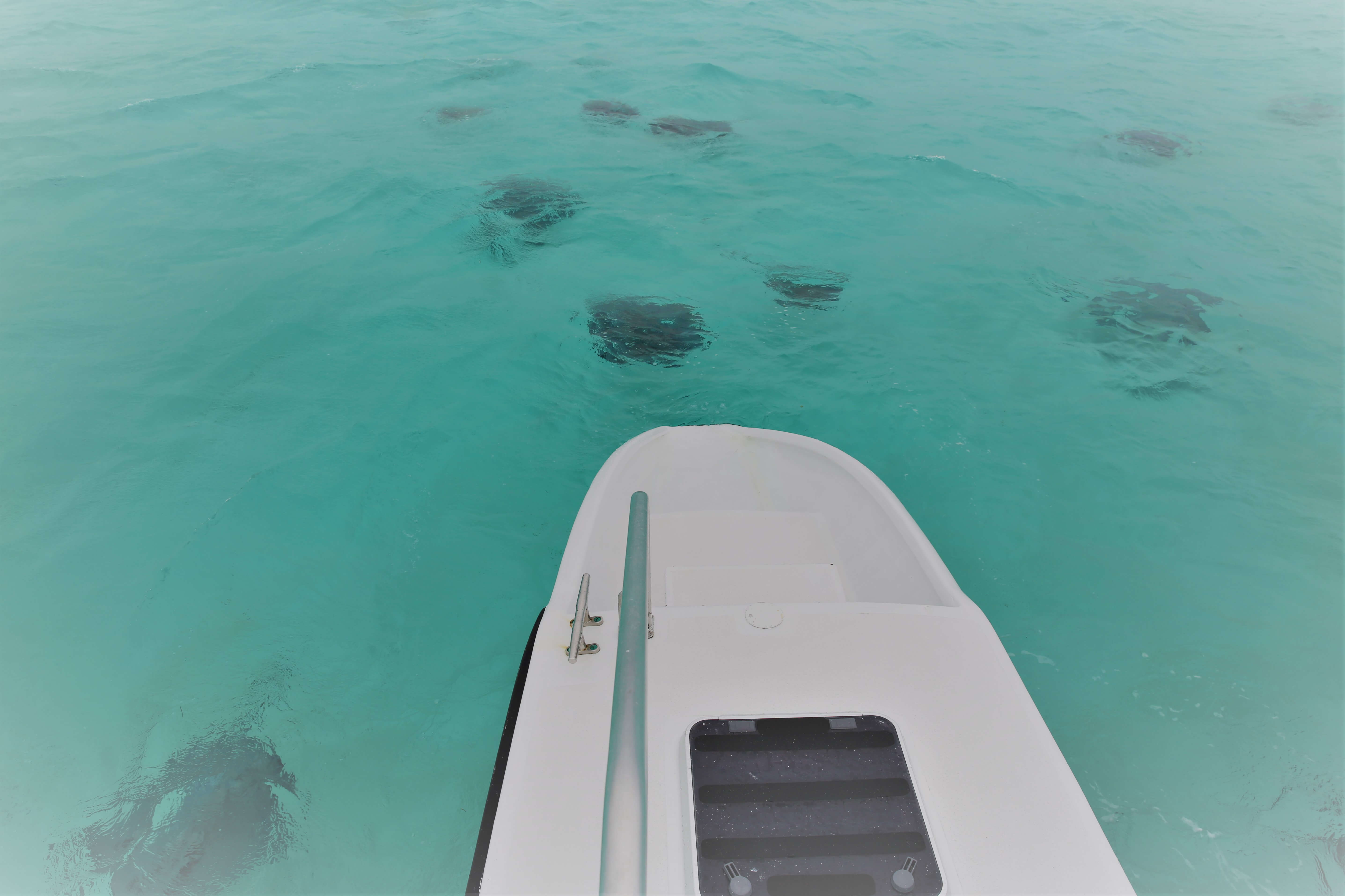 Stingray’s surrounding our boat at Stingray City, Grand Cayman.