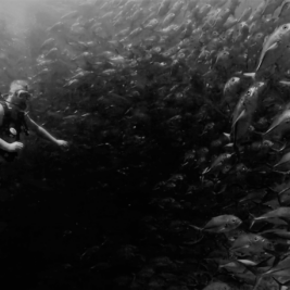 Diving on Sipadan Island