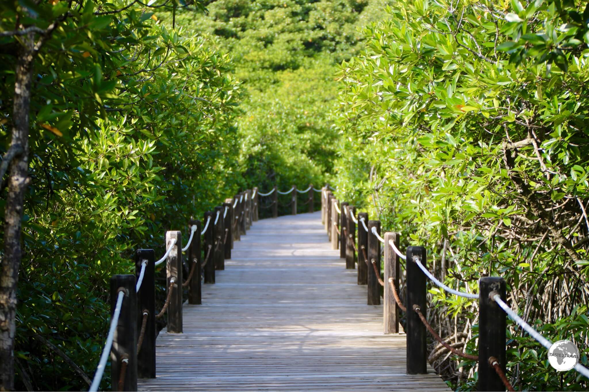 Palau Travel Report: Mangrove walkway at Papago International Resort, Airai state.