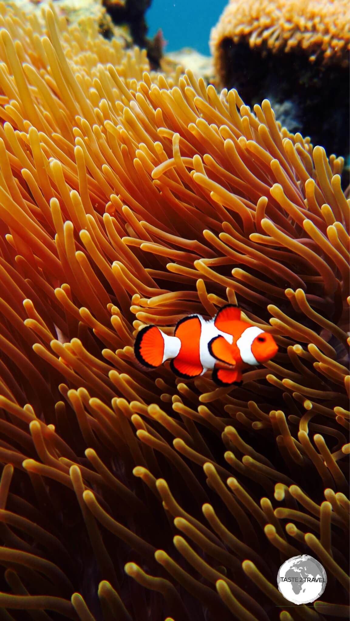 A beautiful Clown fish at El Nido.