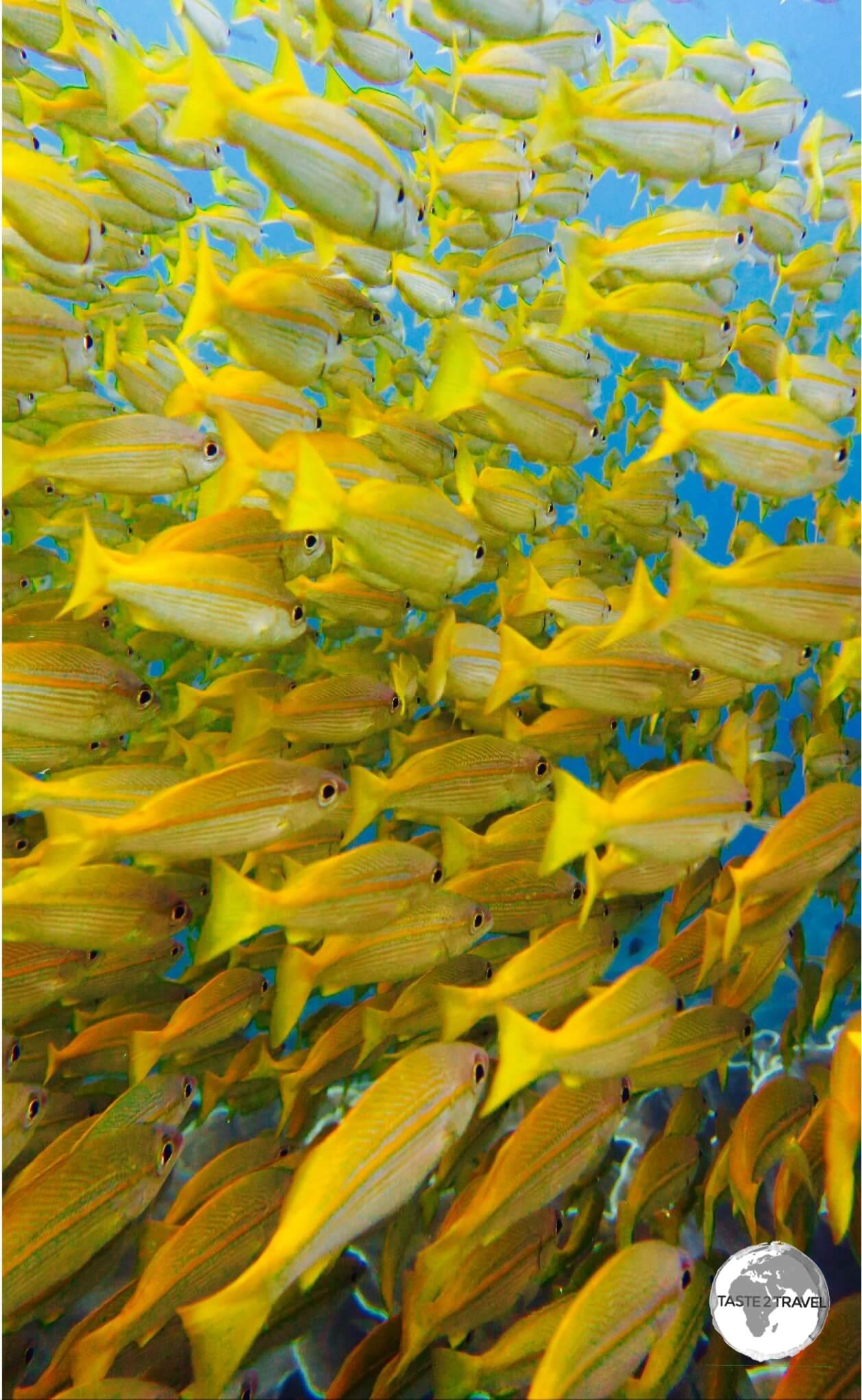 Yellow Snapper at South Miniloc.