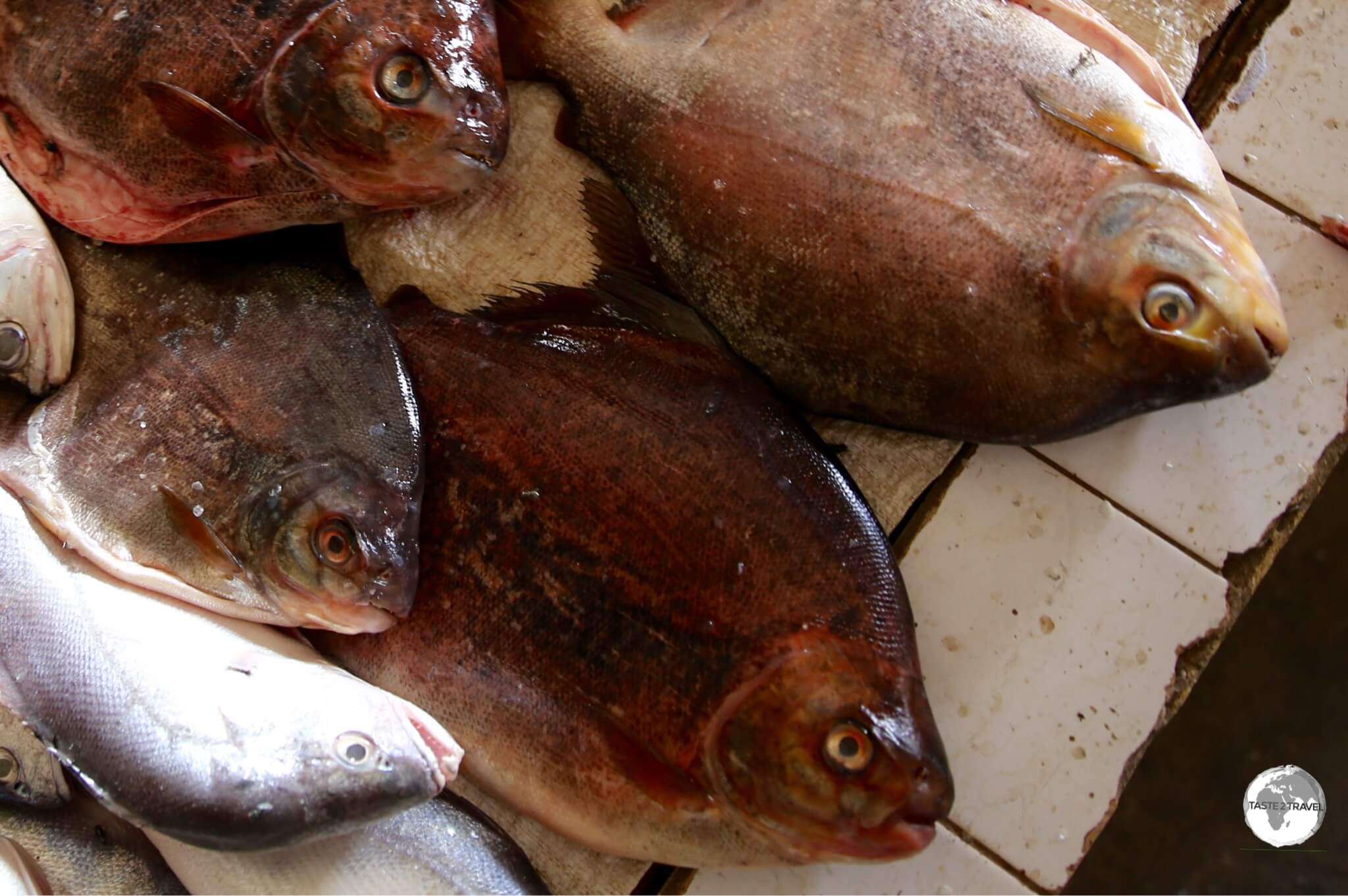 Piranha Caju fish, from the Essequibo river, on sale at Bartika market.