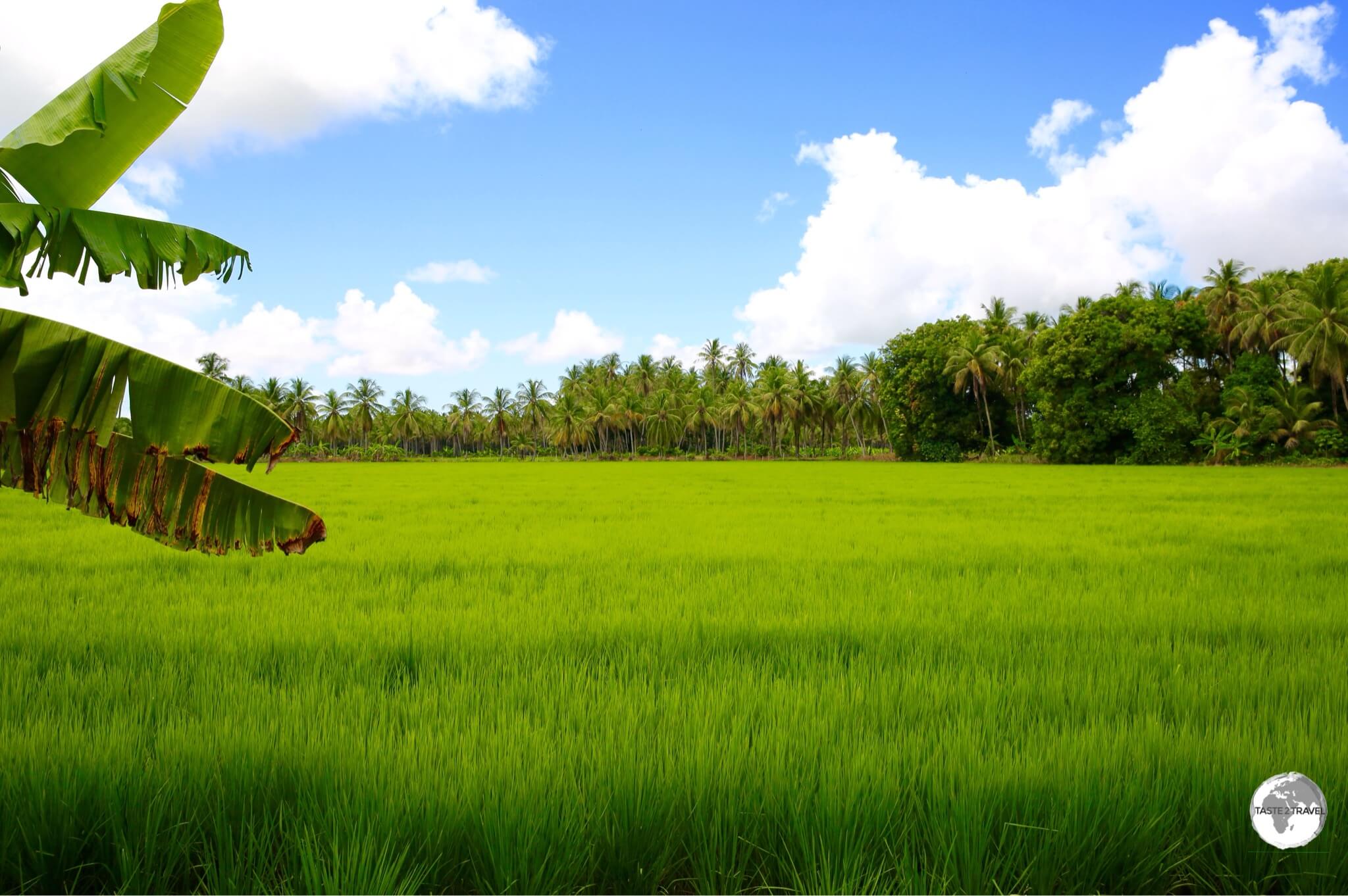 Rice farming on Wakenaam Island.