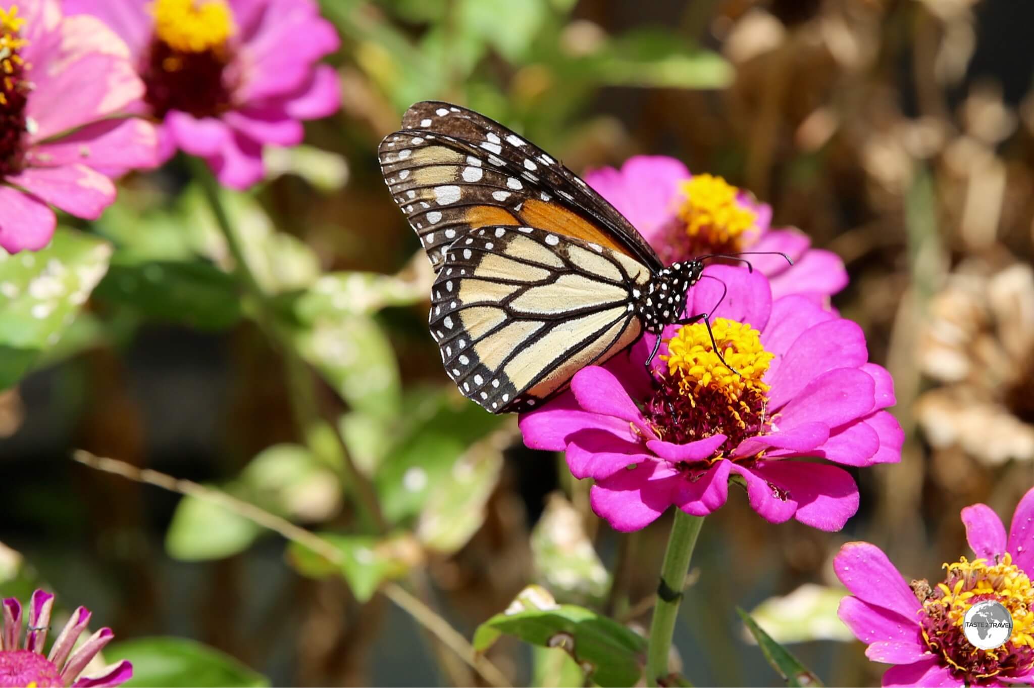 A Monarch butterfly on Wakenaam Island. 