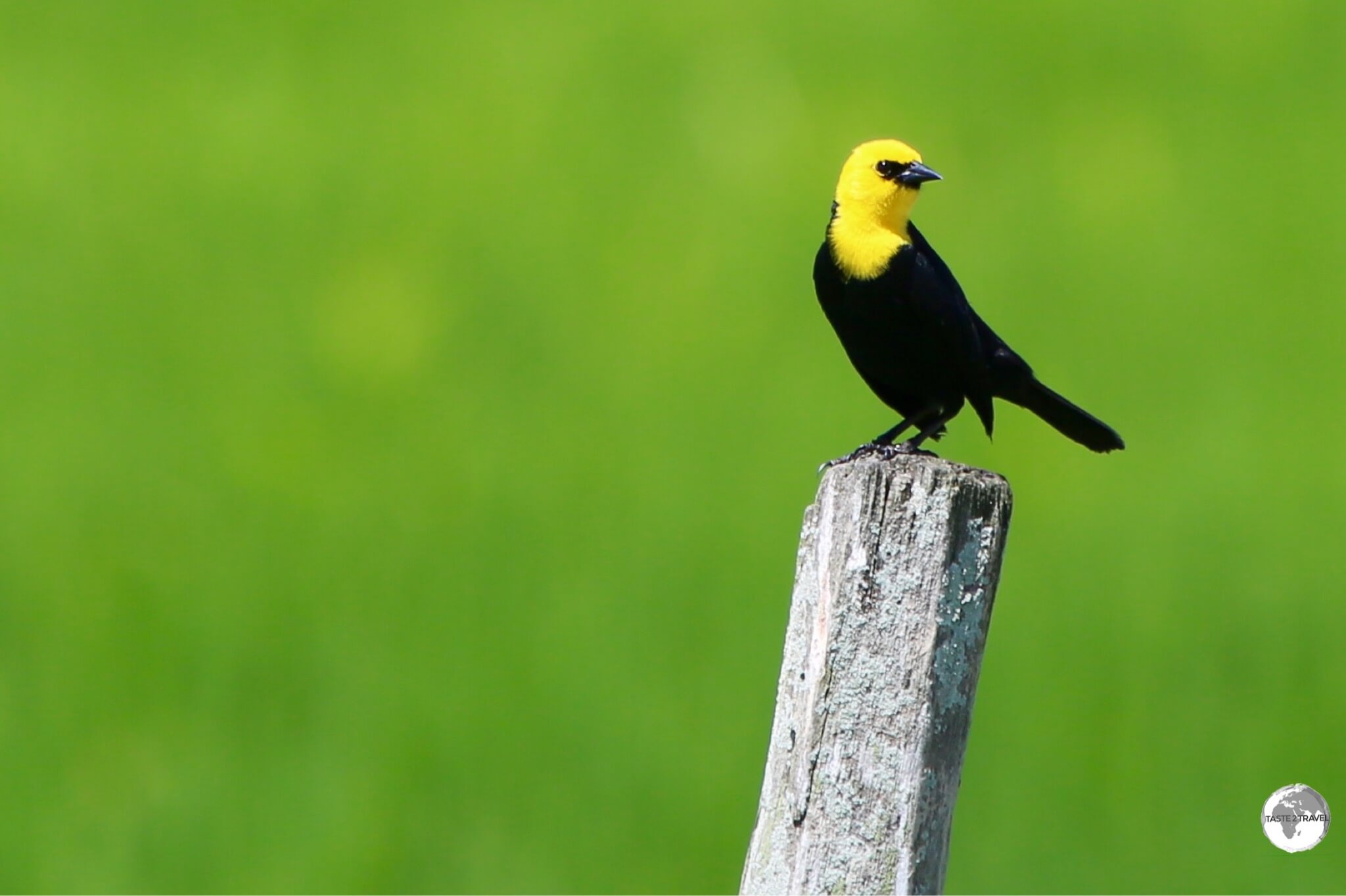 A Yellow-headed Blackbird on Wakenaam Island.