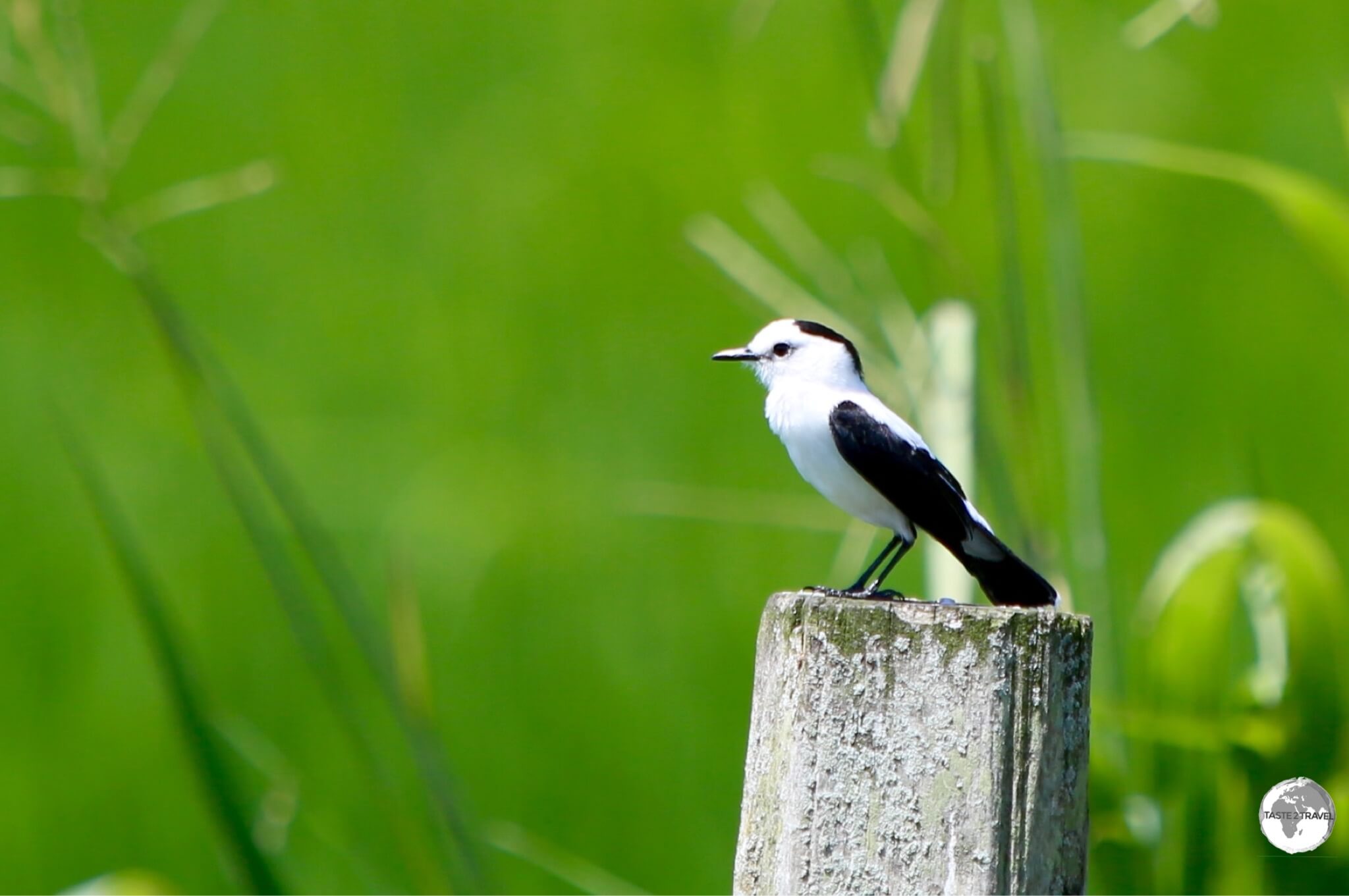 A Pied Water-Tyrant on Wakenaam Island.