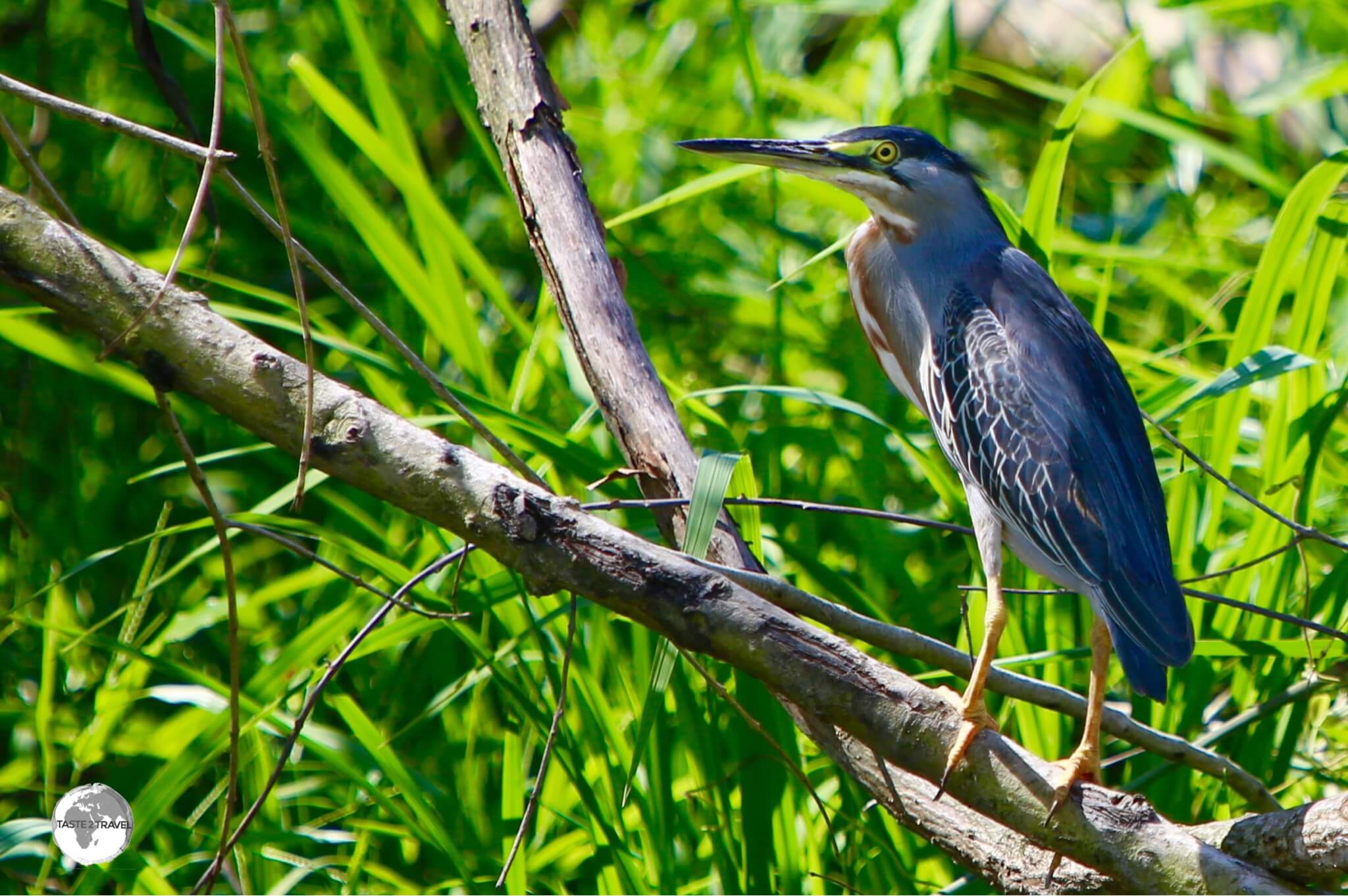 A Black-crowned Night Heron on Wakenaam Island.