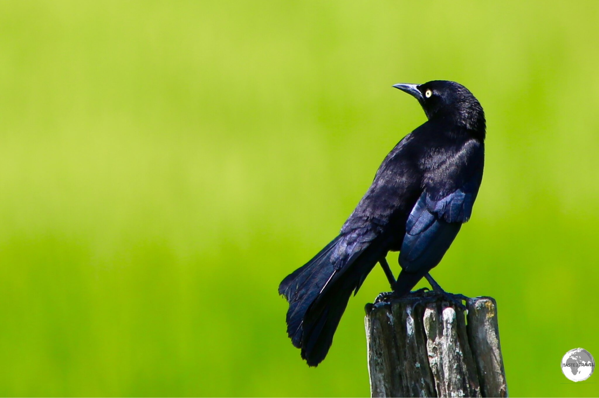 A Great-tailed Grackle on Wakenaam Island.