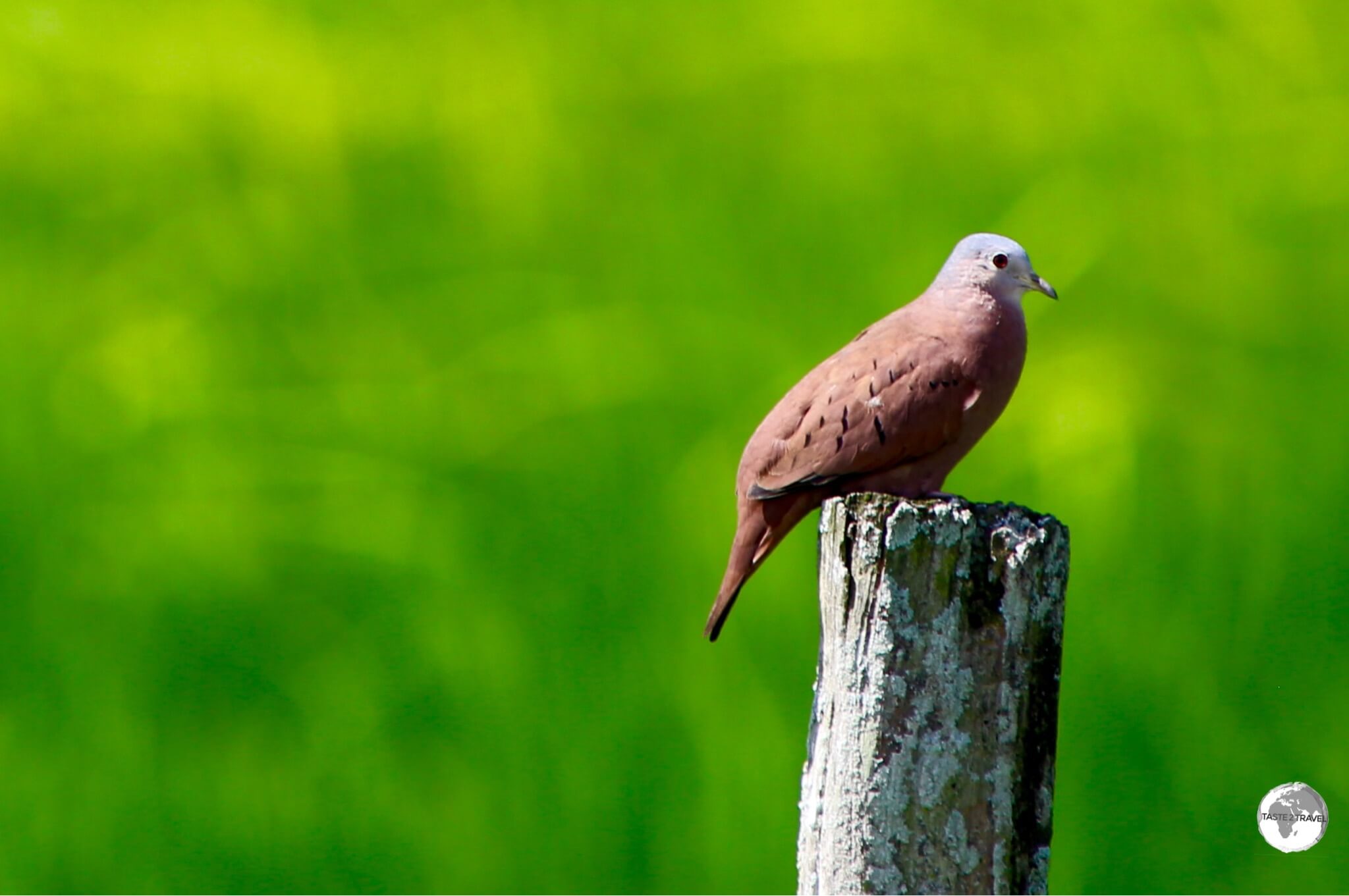 A Ruddy Ground Dove on Wakenaam Island.