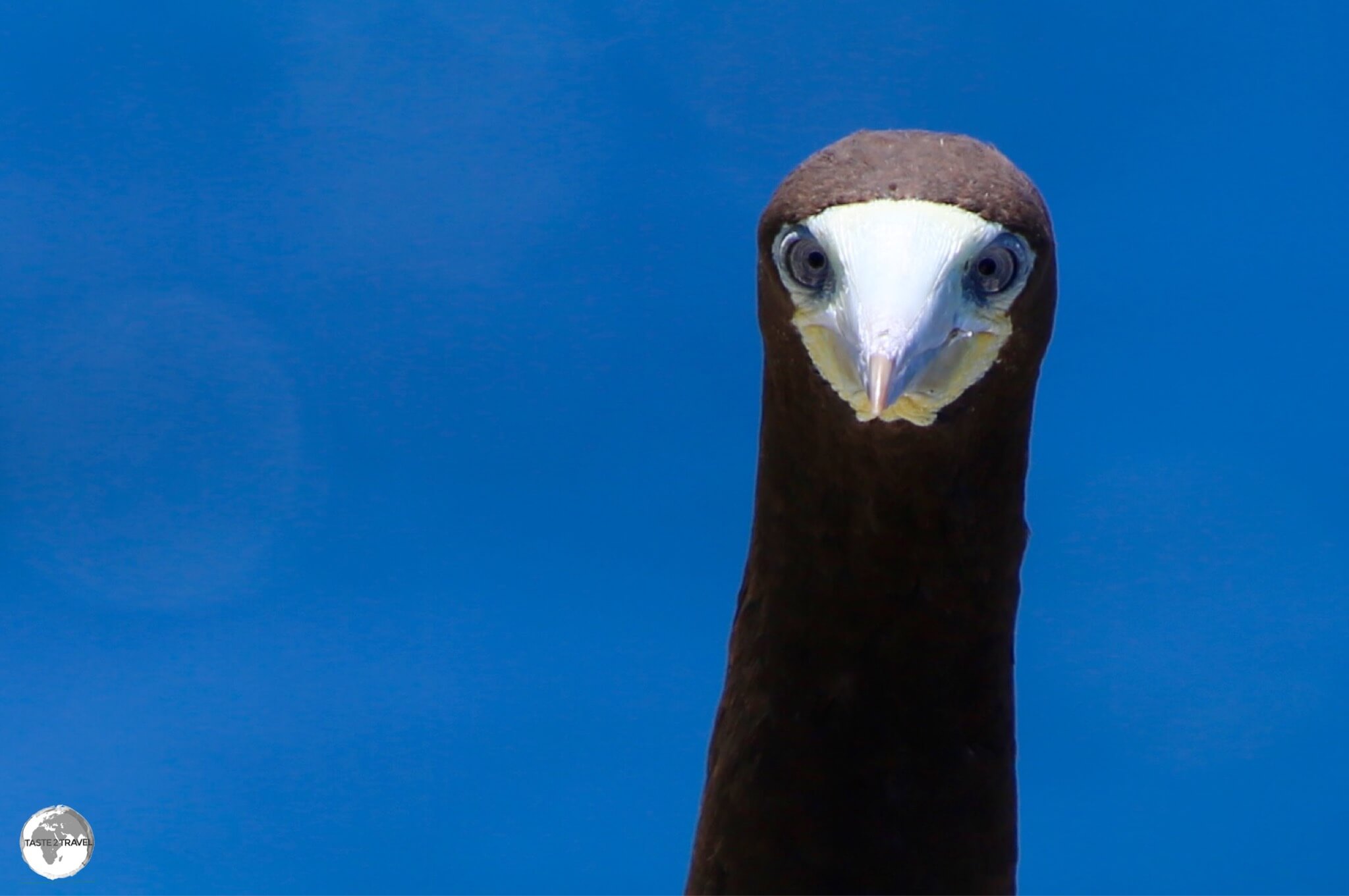 Adult Brown Booby, Cayman Brac