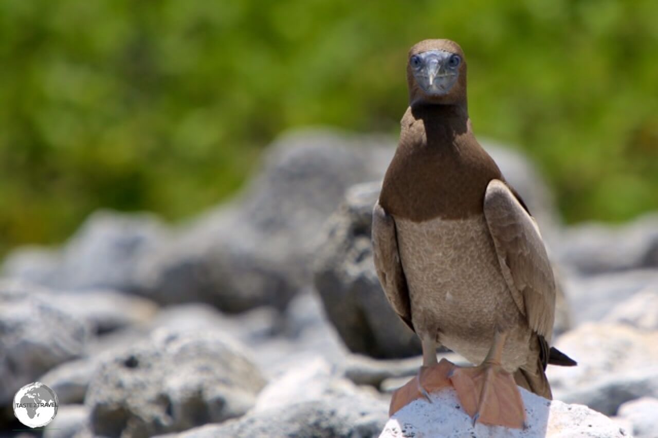 Juvenile Brown Booby on Cayman Brac.