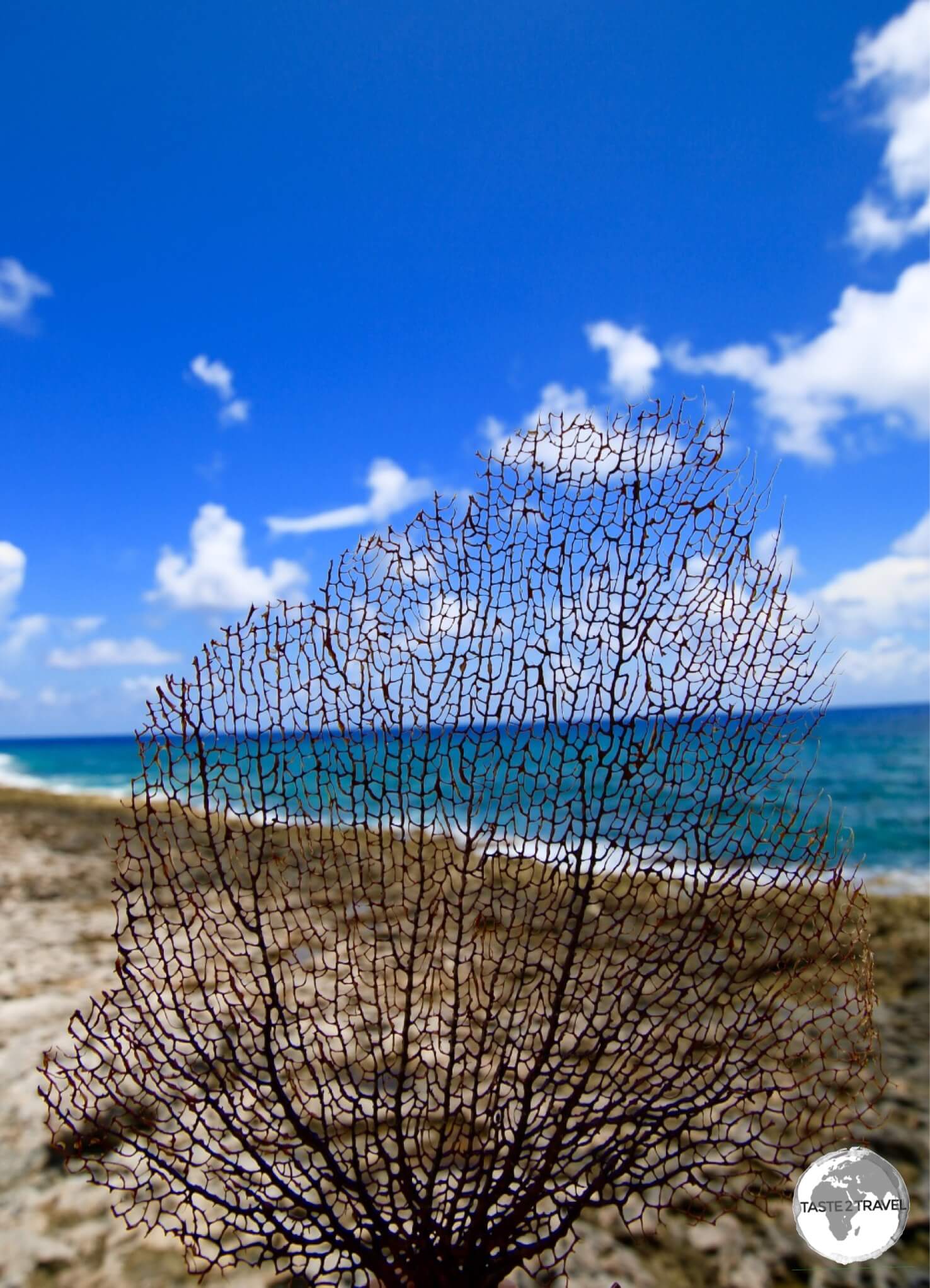 A fern coral at Long Beach, Cayman Brac.