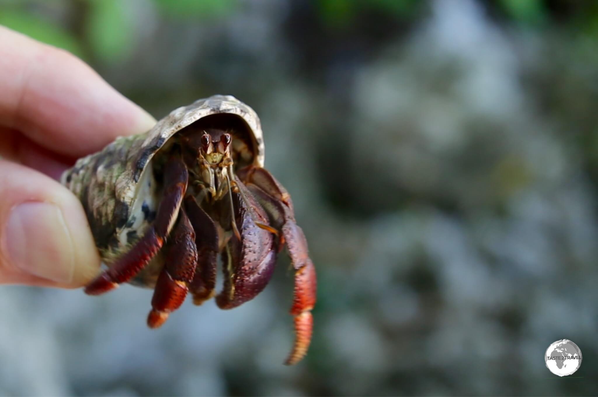 Hermit crab Cayman Brac