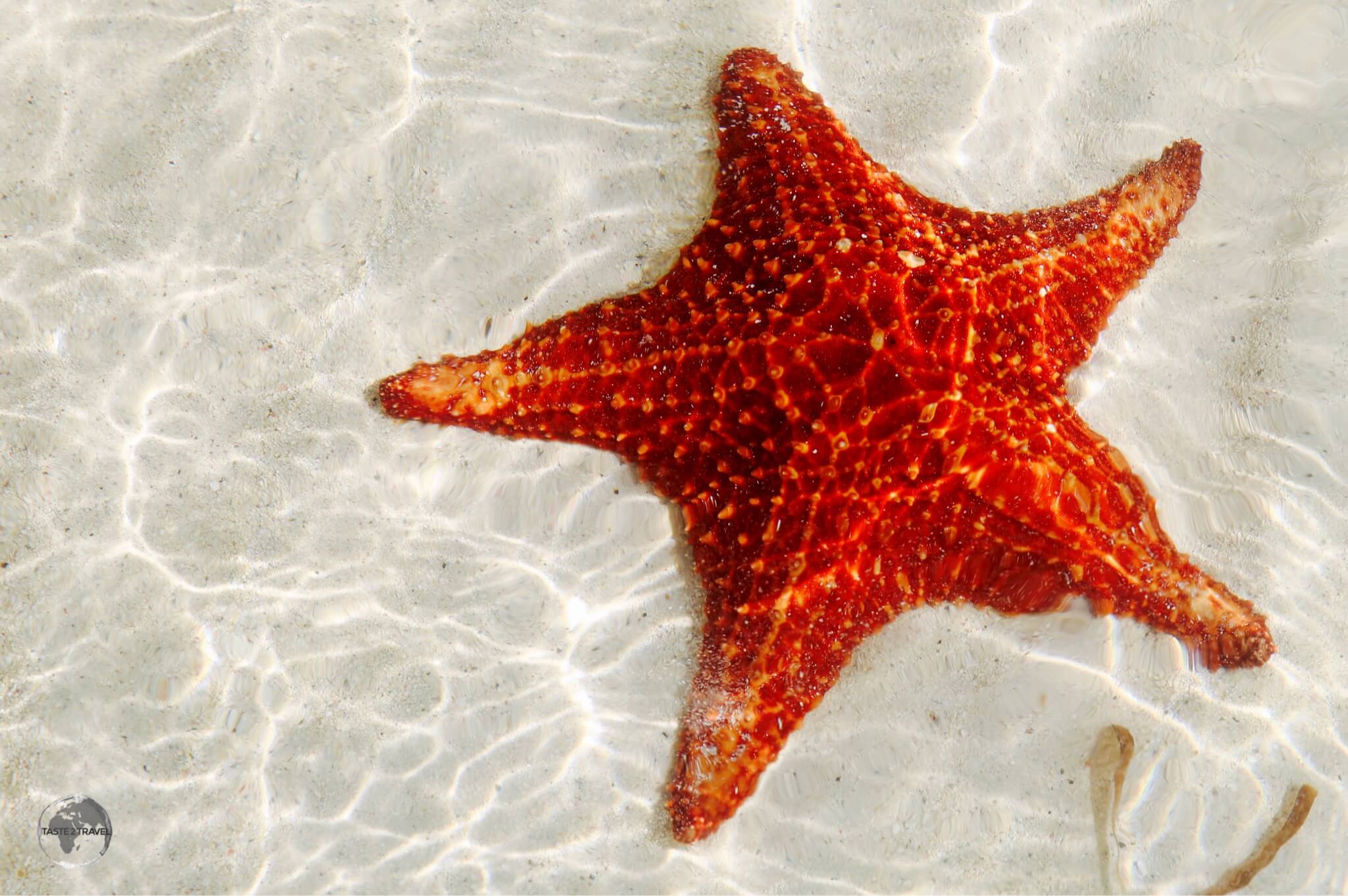 Starfish at Starfish Point.