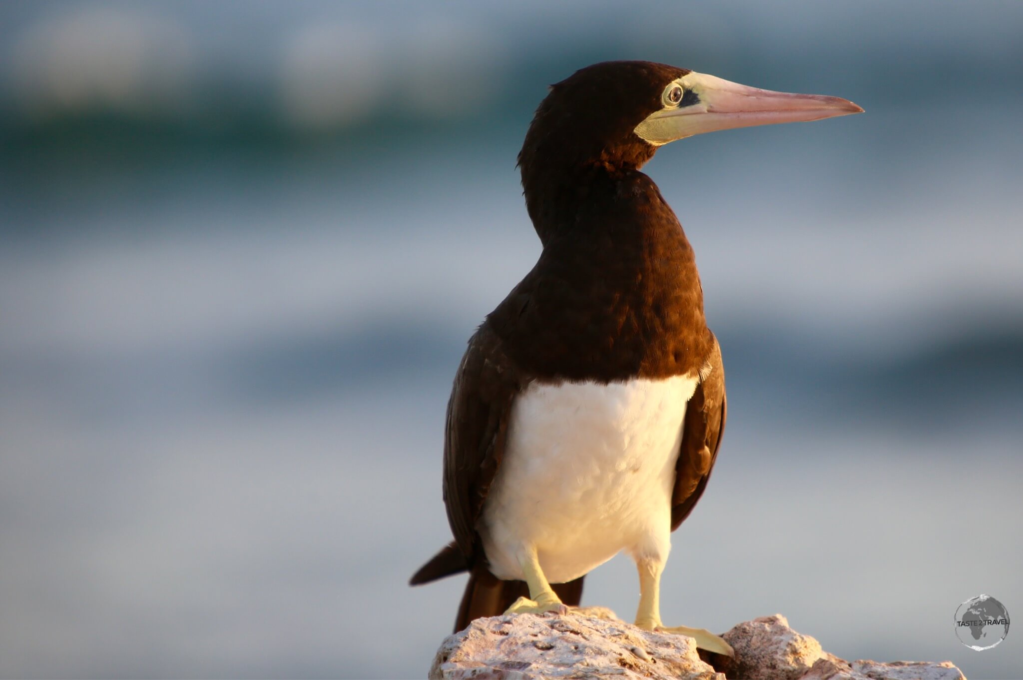 Adult Brown Booby on Cayman Brac.