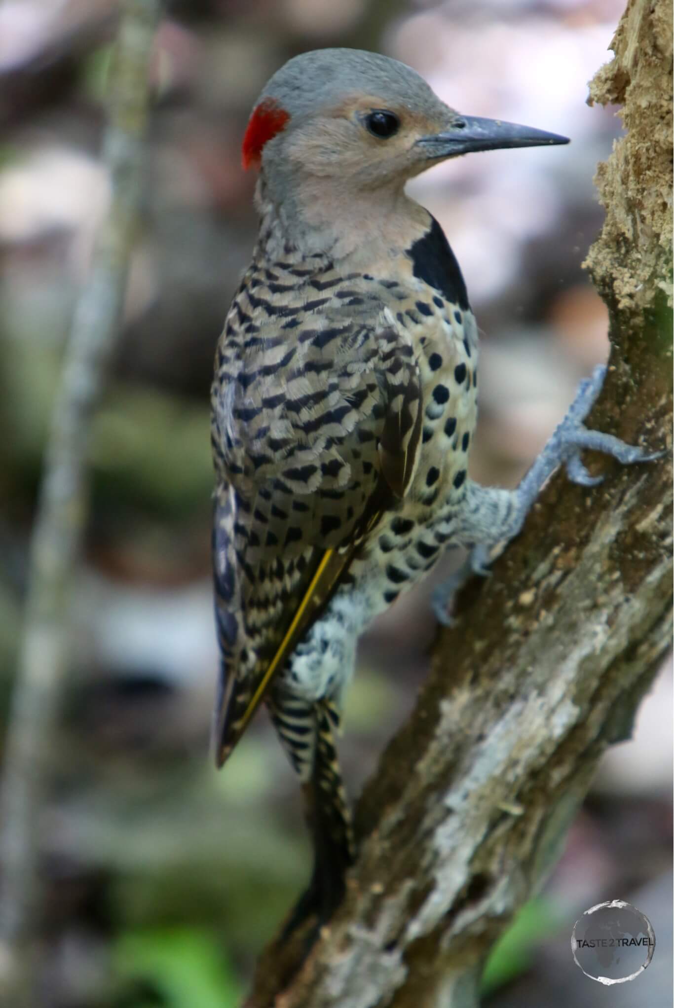 West Indian Woodpecker at the QEII Botanical Gardens, Grand Cayman.