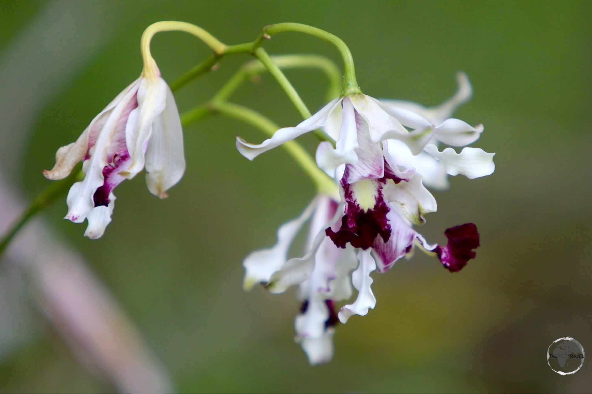 Cayman Islands Travel Guide: Wild Banana Orchid, Cayman Islands.