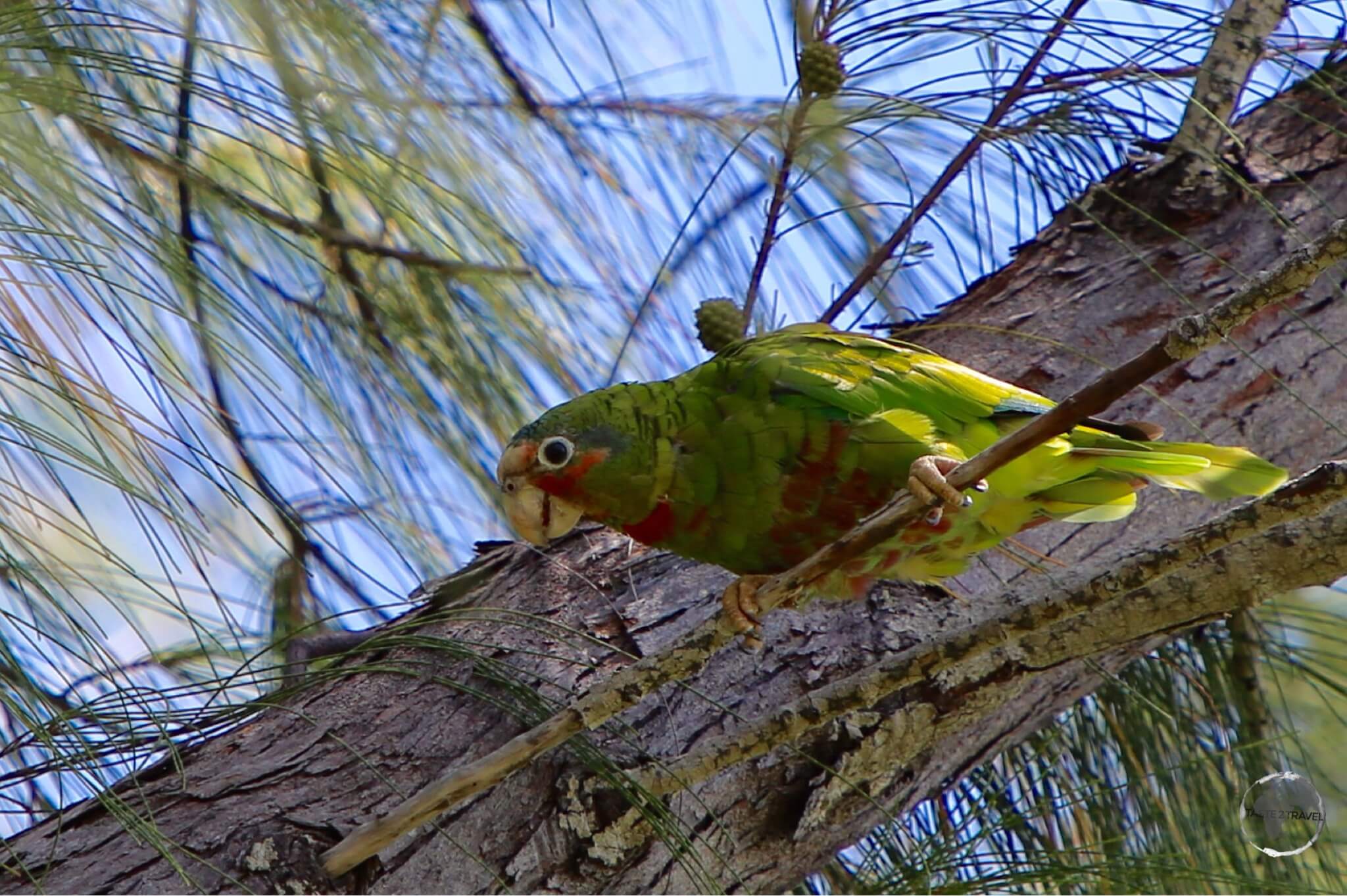 The elusive Grand Cayman Parrot on Grand Cayman.