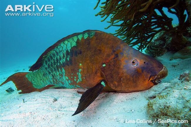 The Rainbow Parrot-fish is the largest herbivorous fish in the Atlantic with males reaching 1.2 metres.