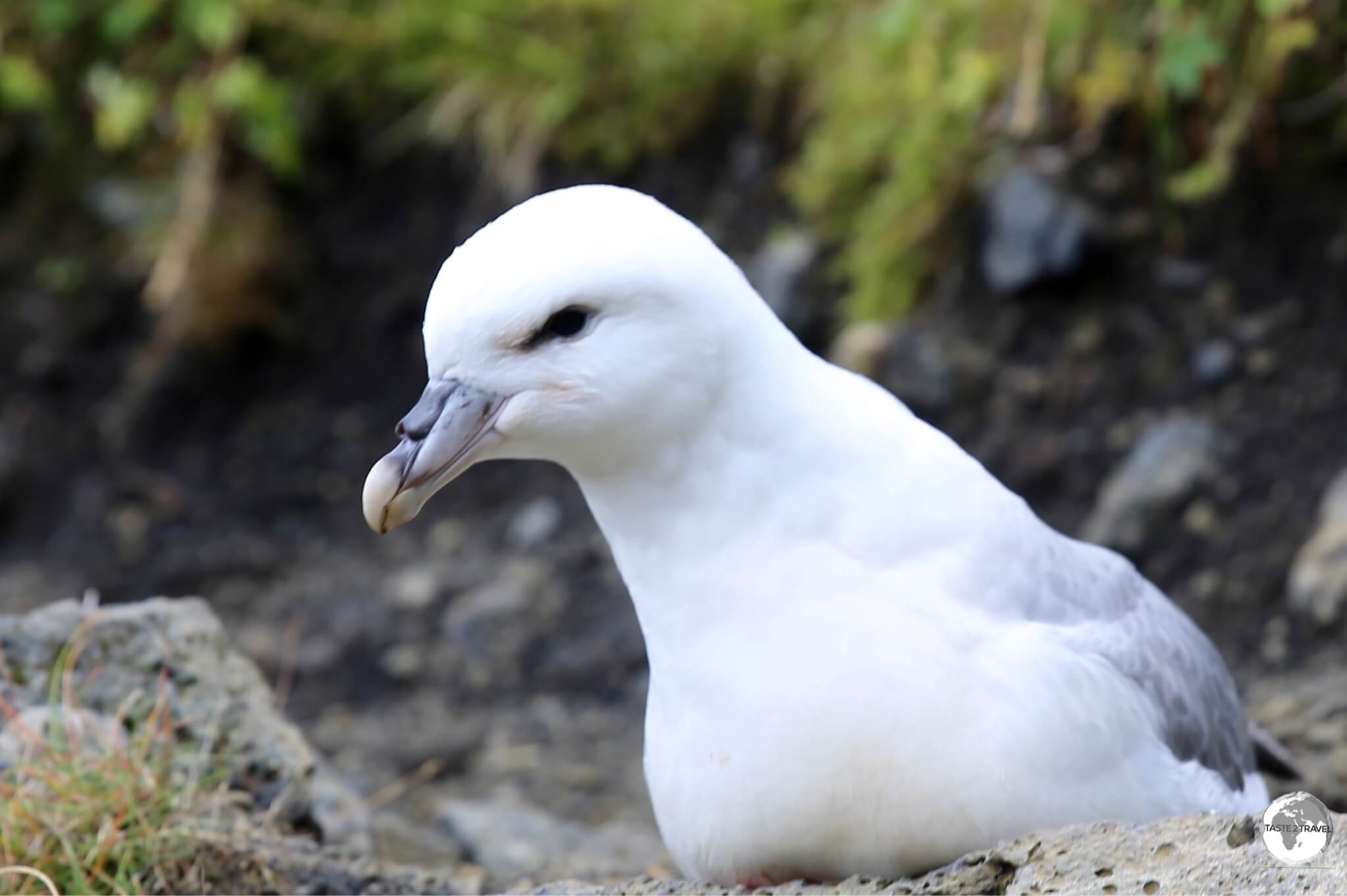 A Northern Fulmar nesting inside Raudfeldsgja canyon.