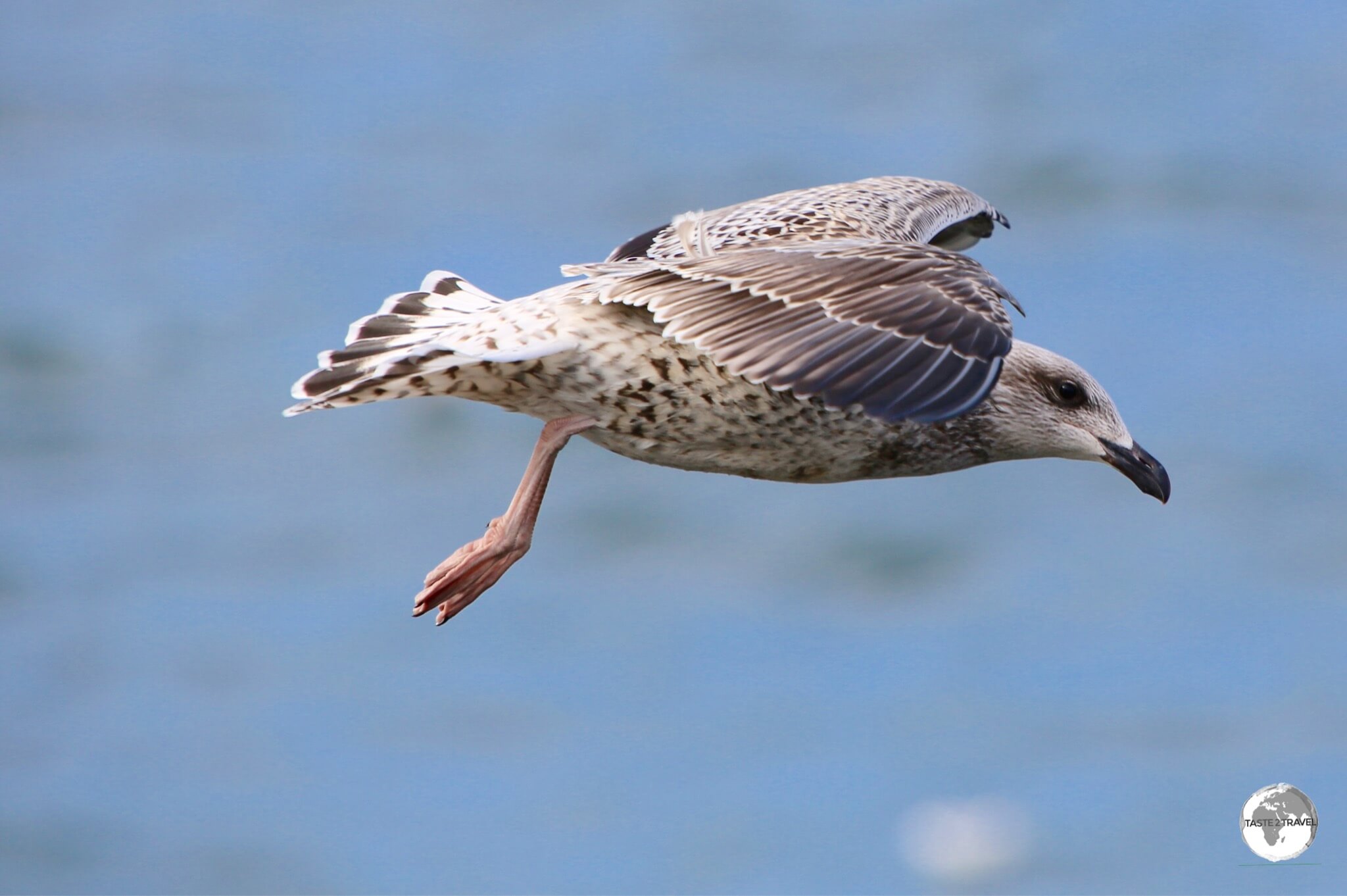 Icleand gull flying at Ólafsvík.