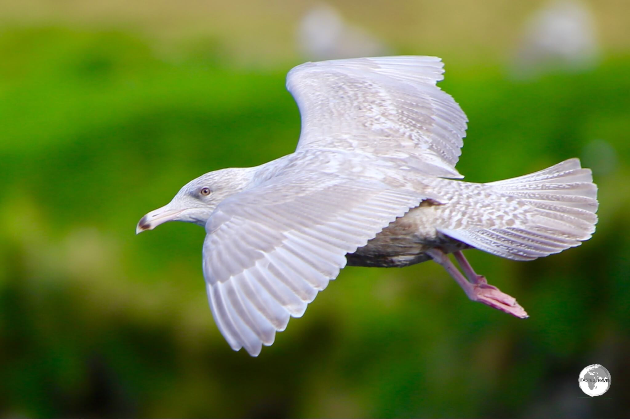 An Iceland gull flying at Ólafsvík.