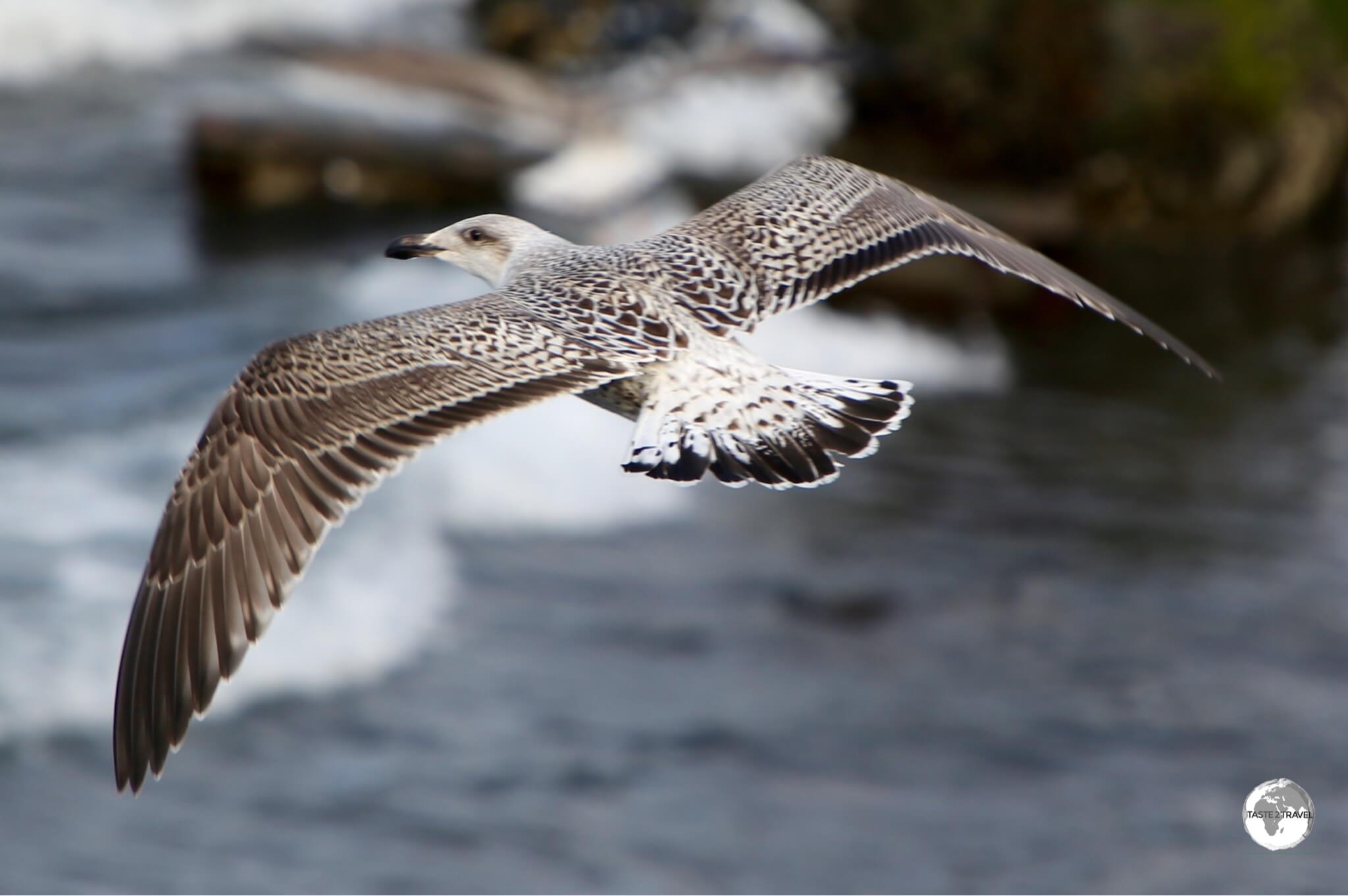 Iceland gull at Olafsvik.