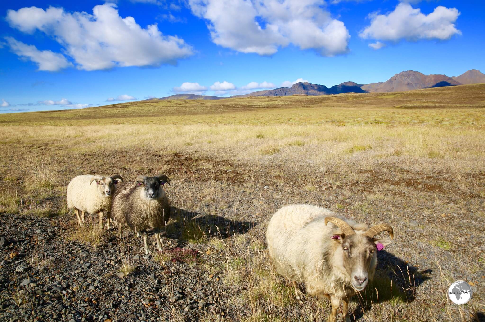 Cute to look at but often a road hazard, Icelandic sheep roam freely throughout Iceland.