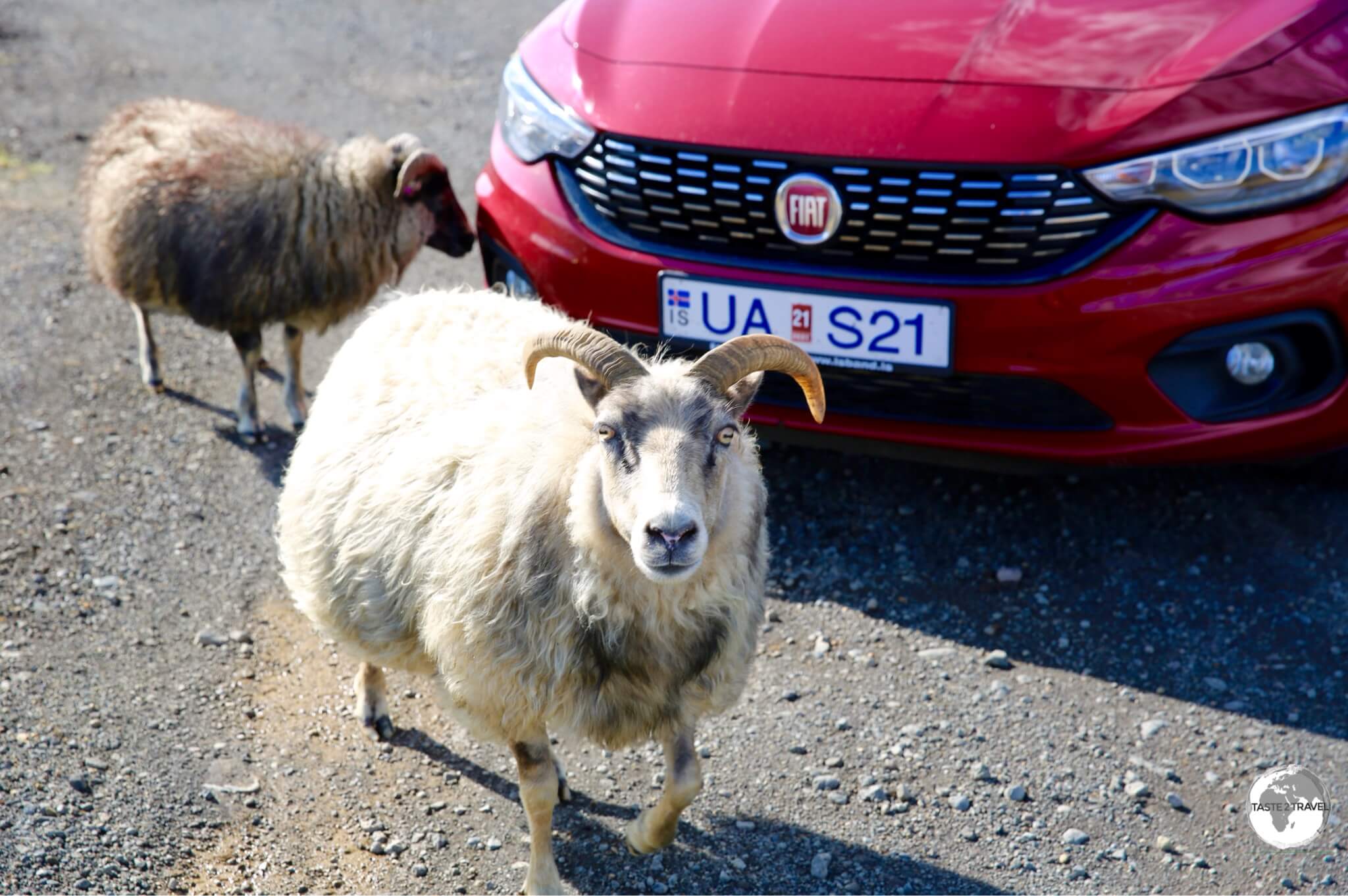 I did make some friends while driving around Iceland, like these friendly Icelandic sheep. who surrounded my car so I couldn't leave them.