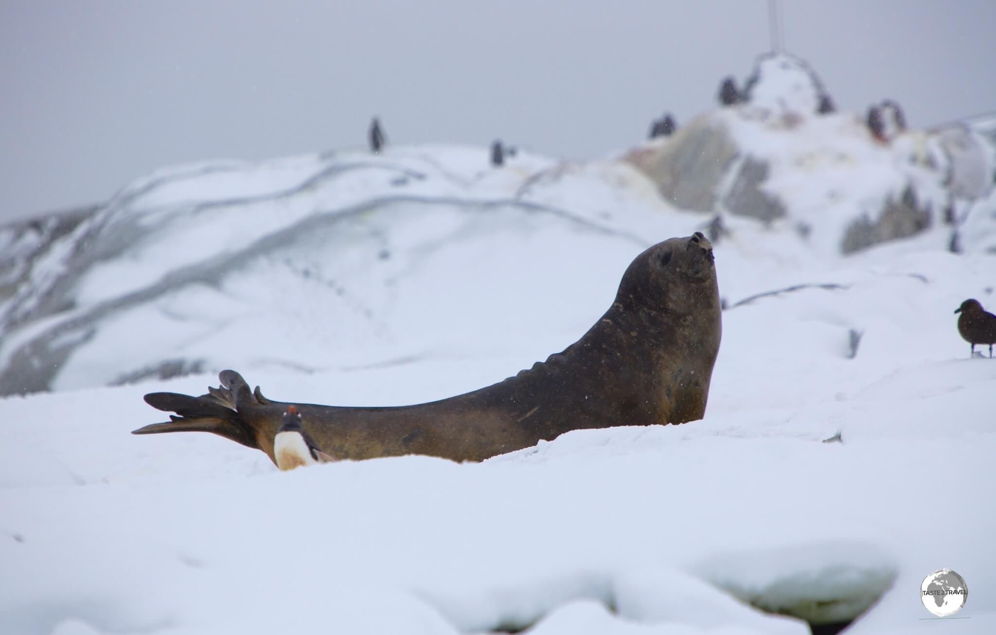 A Gentoo penguin narrowly escapes being crushed by a female Southern Elephant seal on Petermann island.