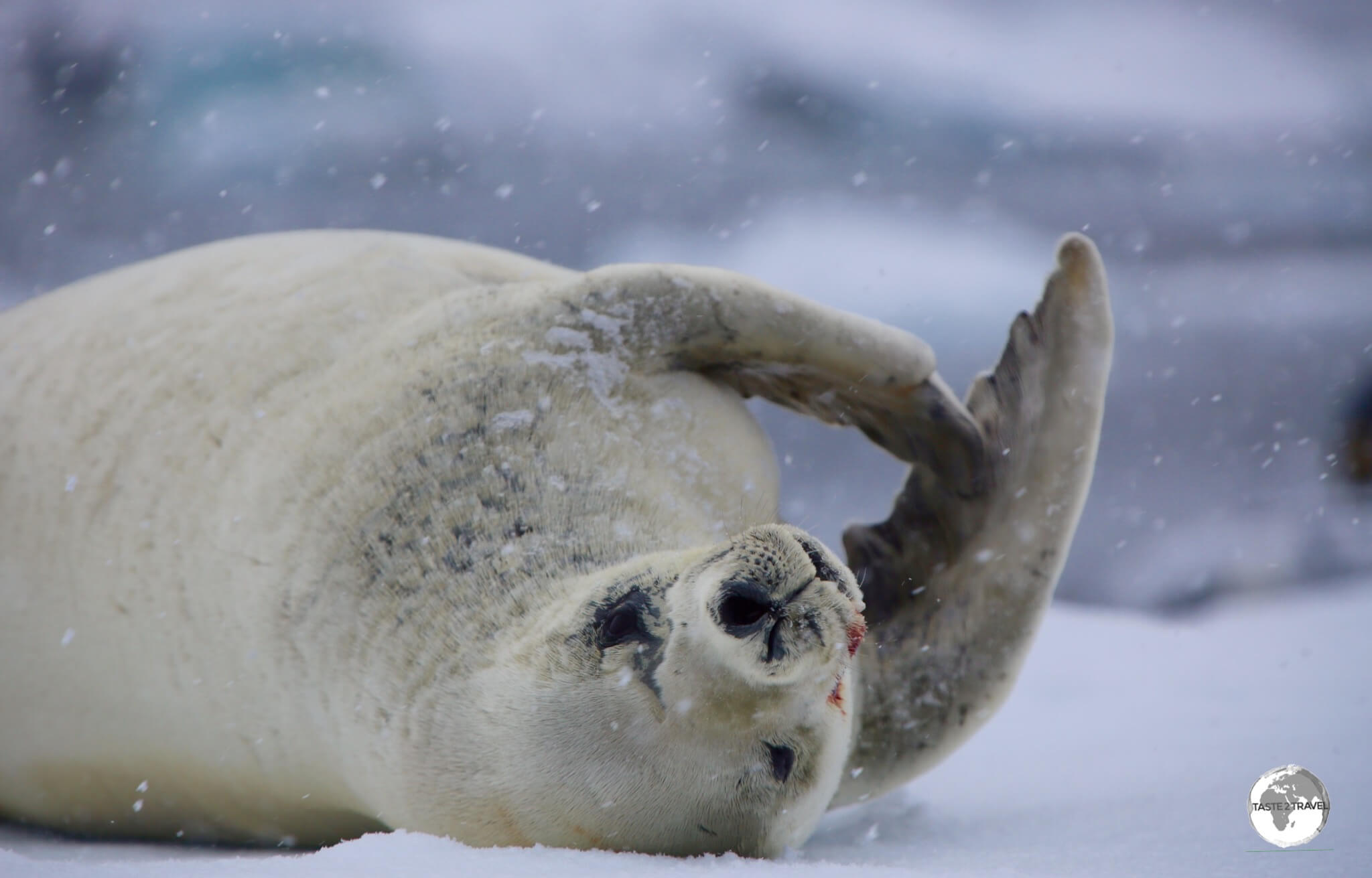 A Crabeater seal lazes on an ice floe near Adelaide Island.