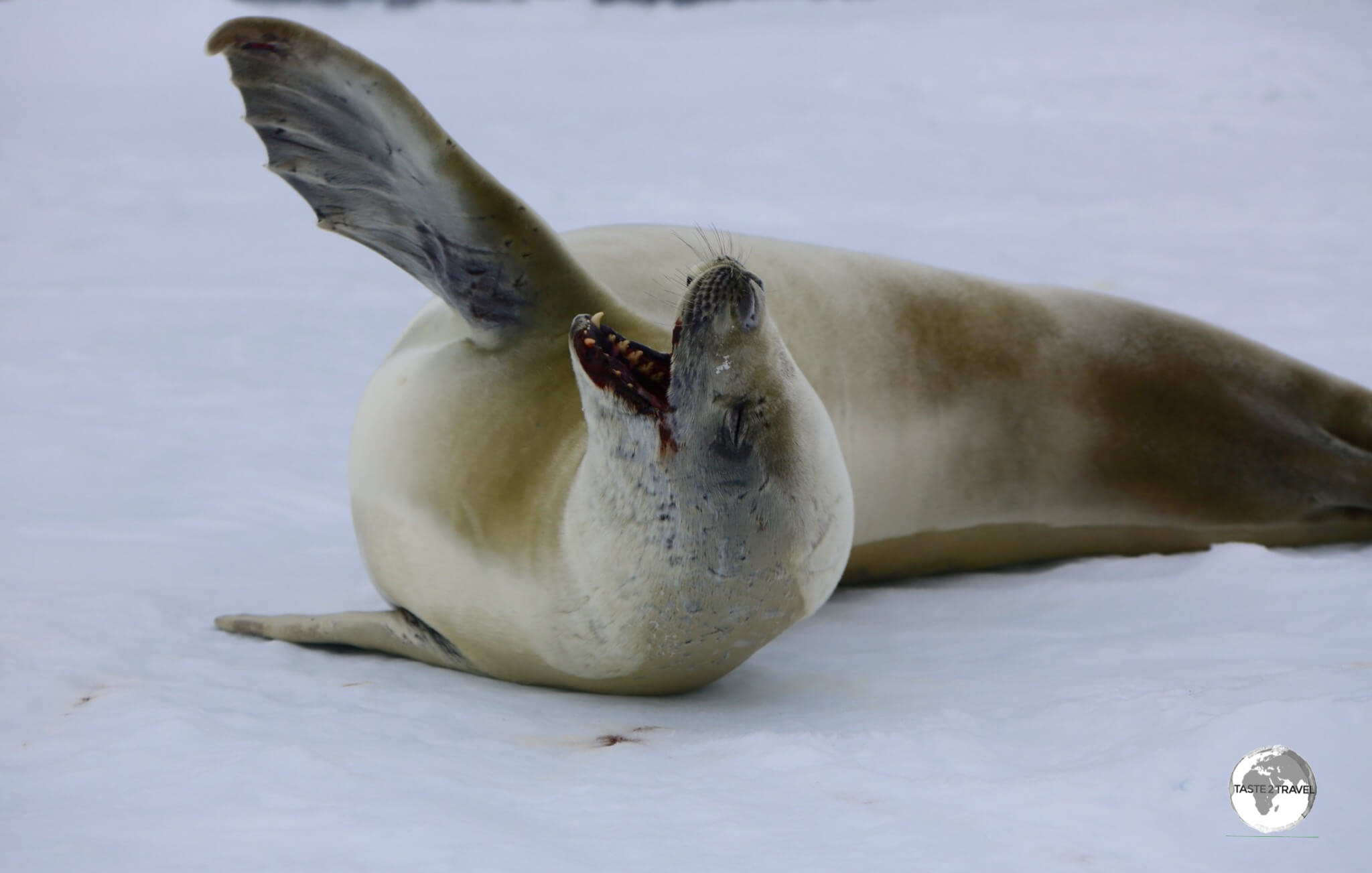 In between hunting for Krill, Crabeater seals like to unwind on ice floes such as this one in Crystal Sound.