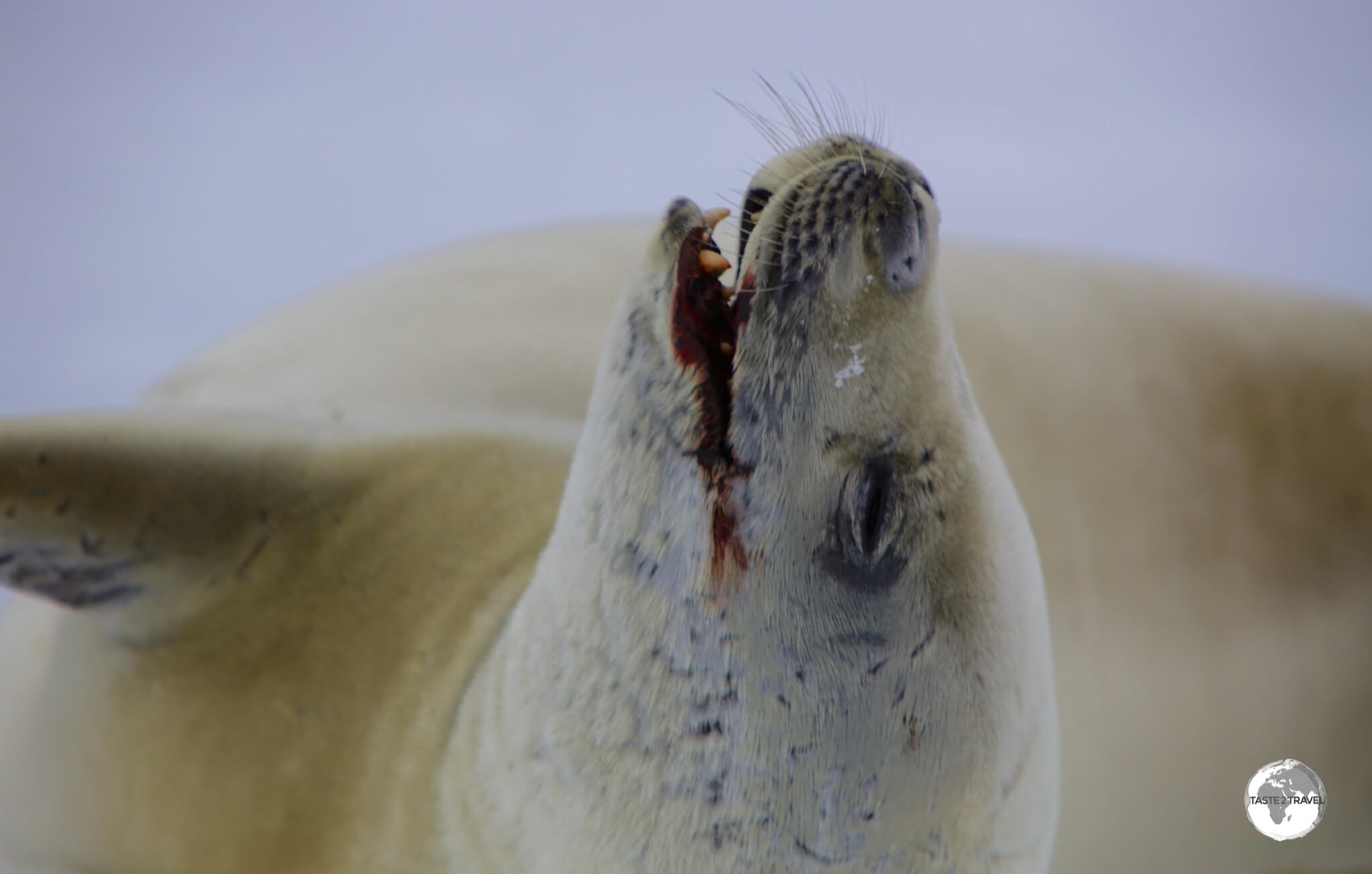 Due to their diet of krill, Crabeater seals, such as this one in Crystal sound, often have a blood-red stain around their mouths.