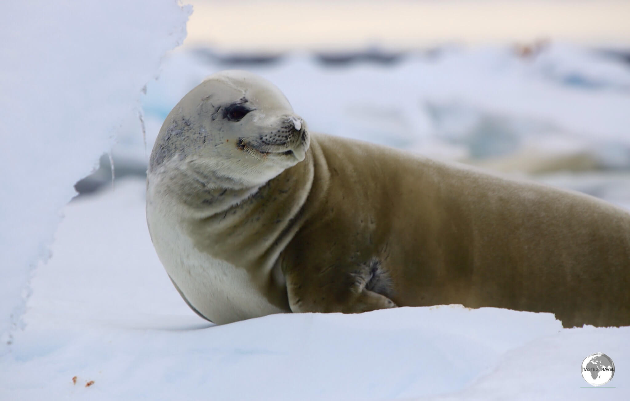 Crabeater seals, such as this one at Adelaide Island, are hunted by Leopard seals and Orca whales, who prey on them by bumping them off ice floes.